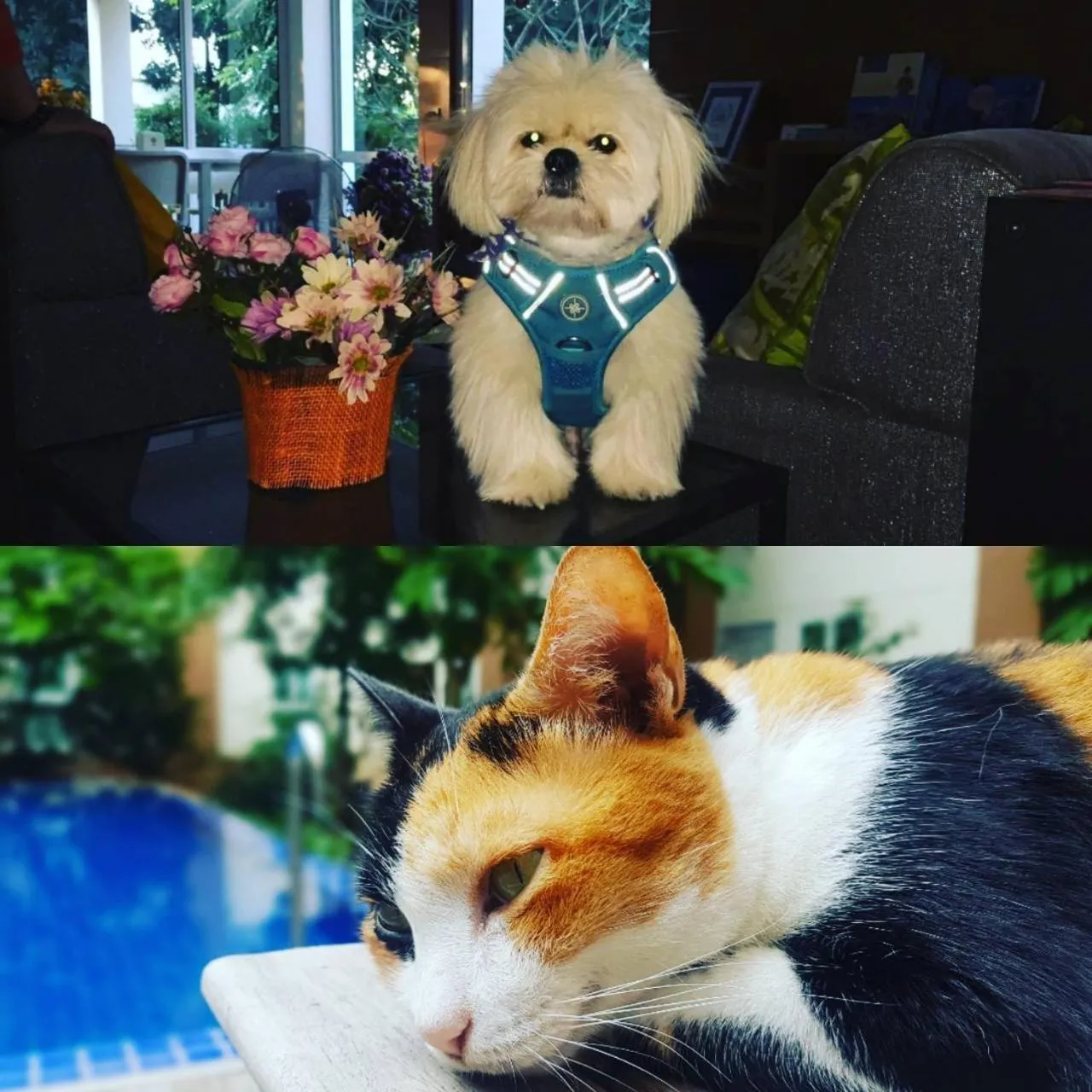 Pets in U Tiny Boutique Hotel Suvarnabhumi Bangkok - SHA Plus