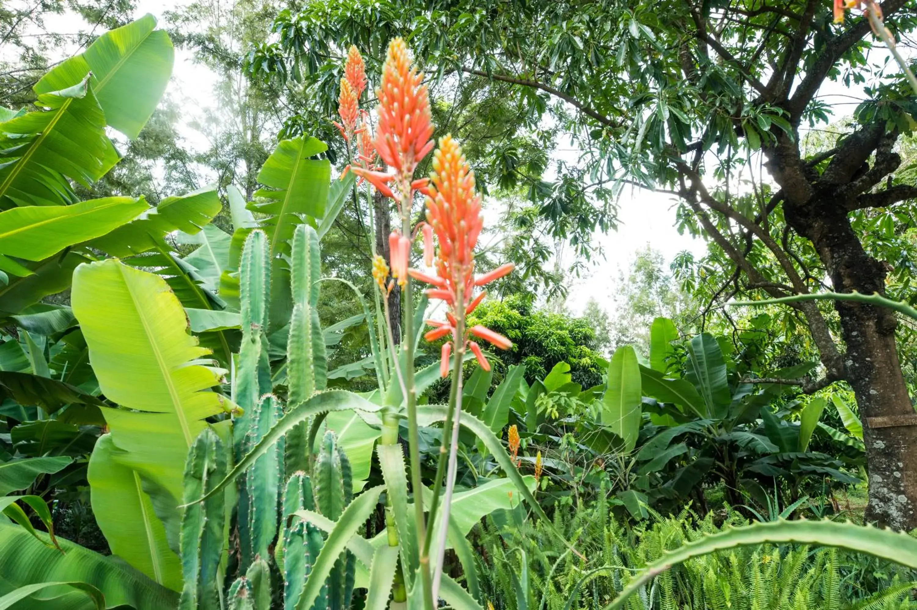 Family Room with Private Bathroom in Kiboko Lodge Family Room with Private Bathroom in Kiboko Lodge