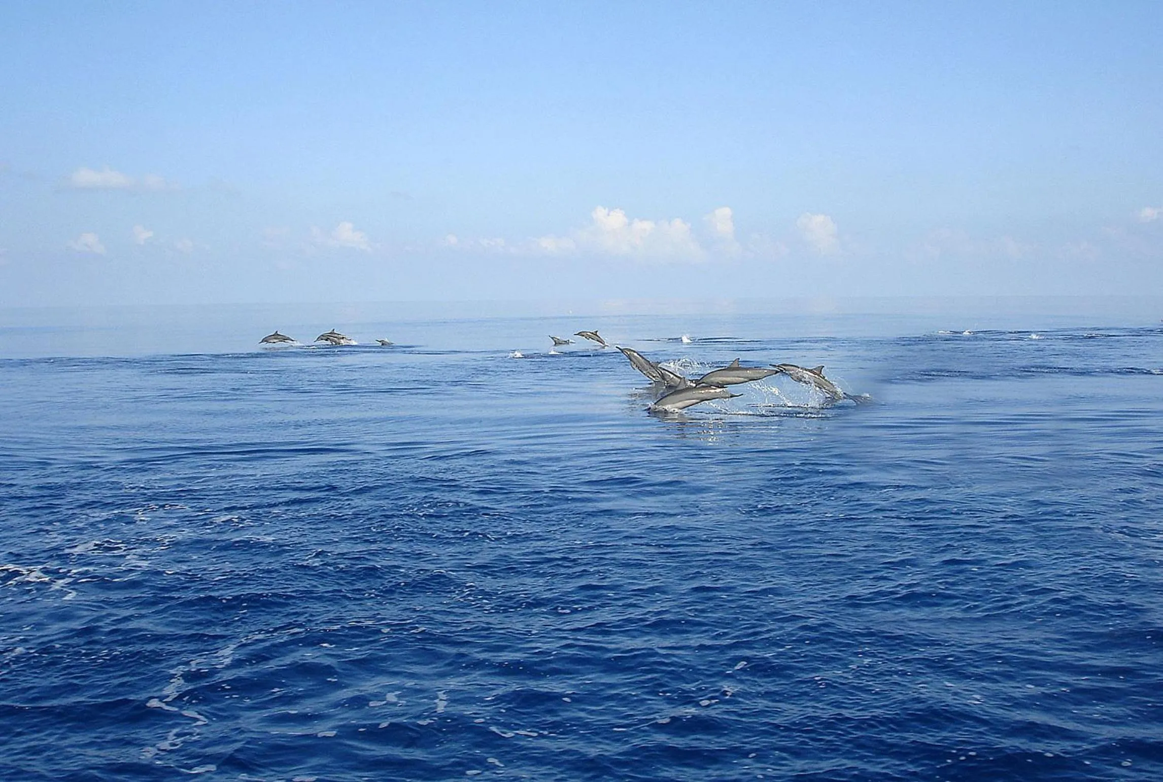 Area and facilities in Tropic Tree Maldives