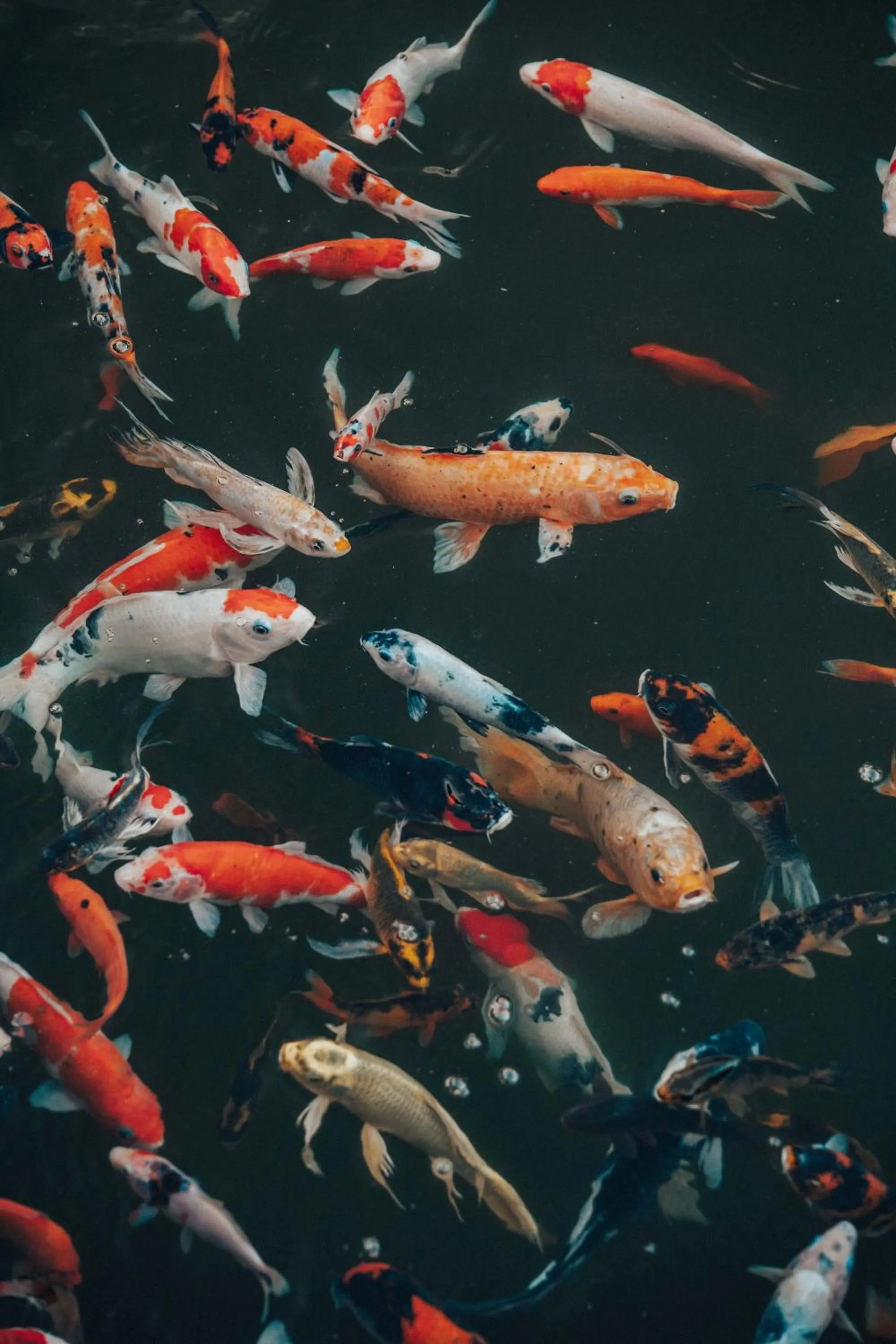 Lake view in Glamp Nusa