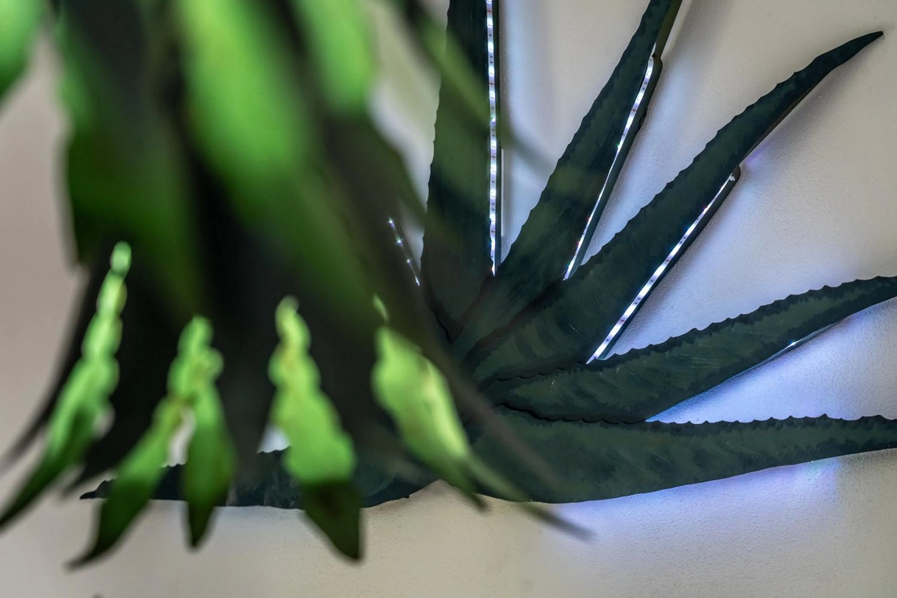 5 Frogs Hotel Bucerias