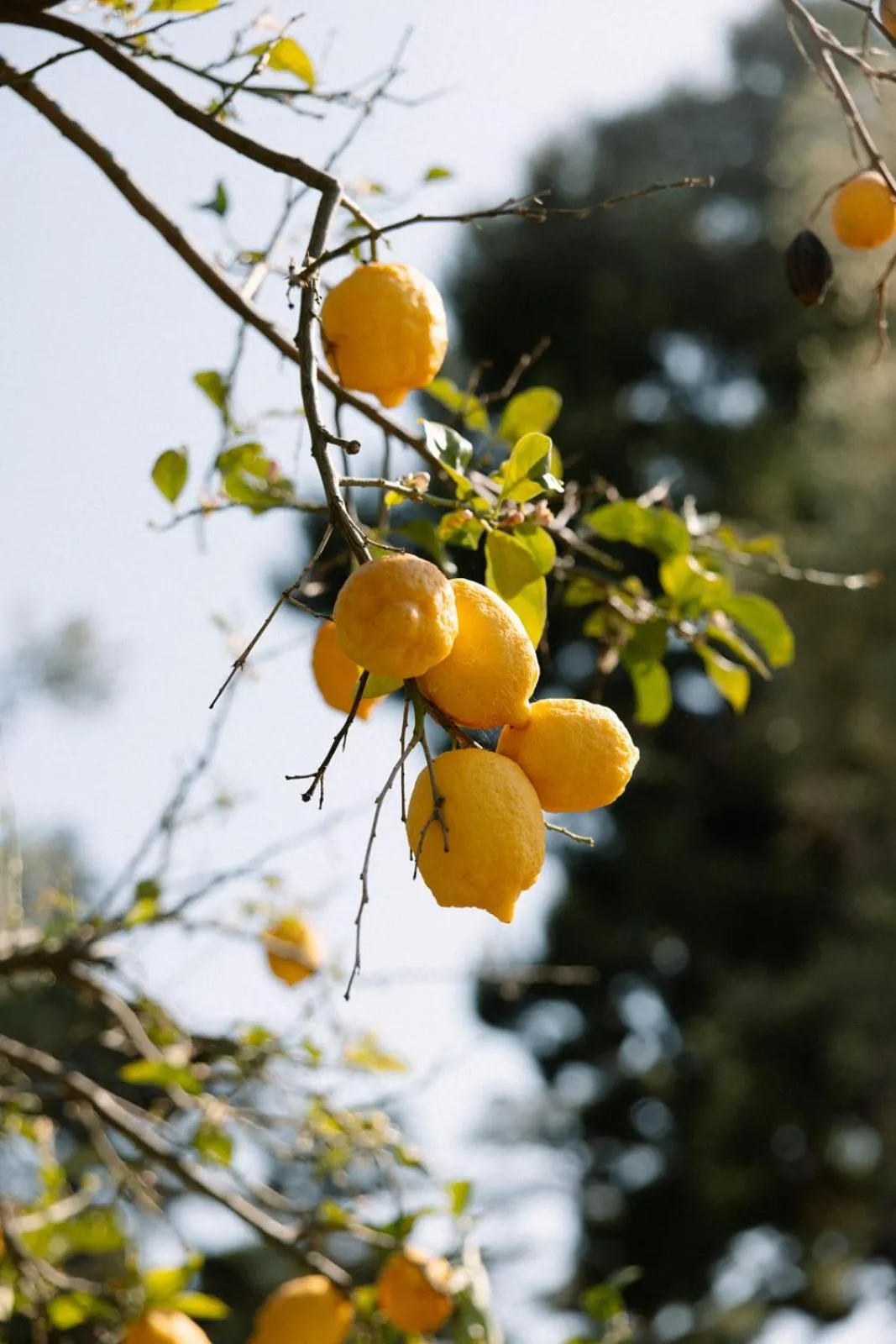 Capo Santa Fortunata