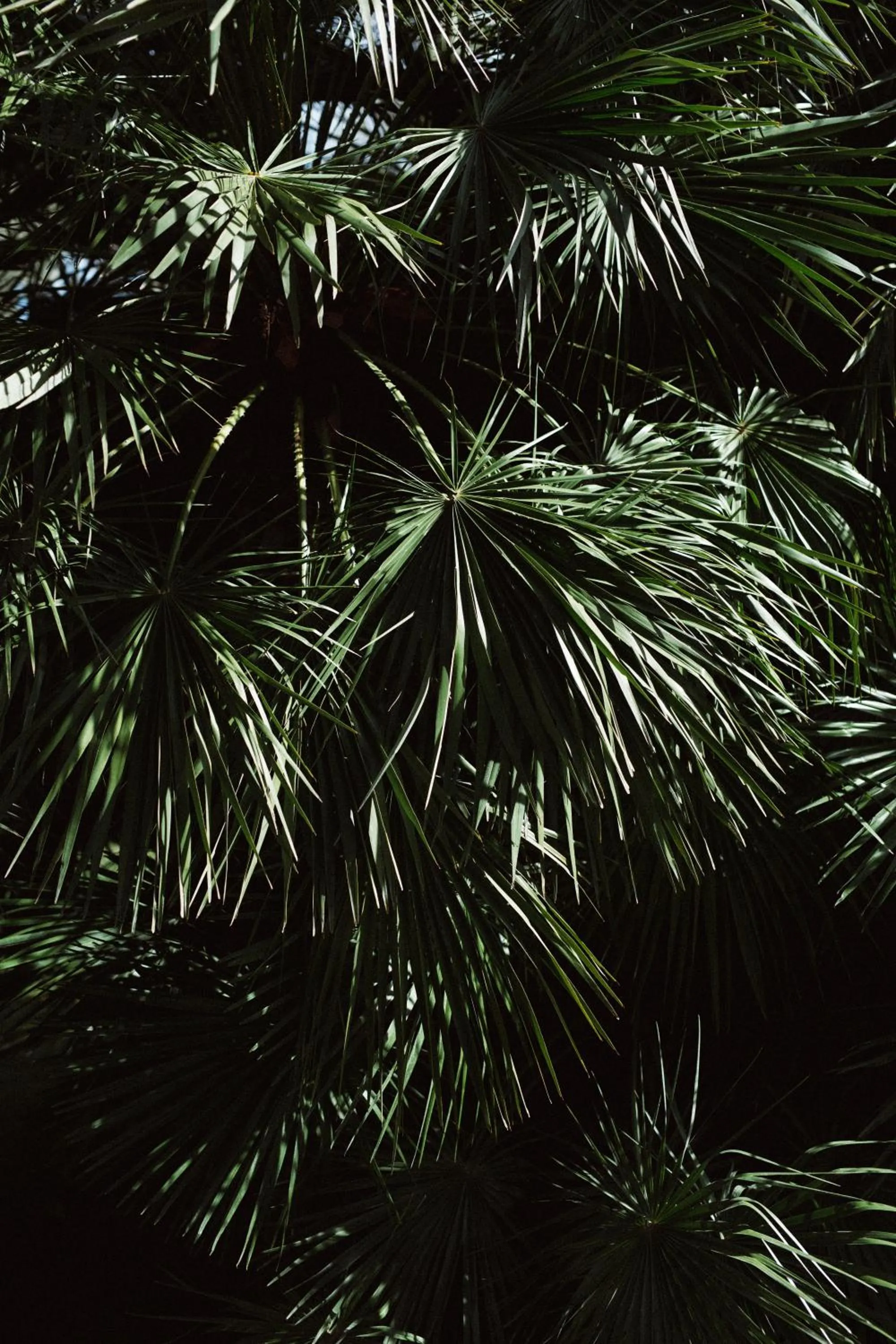 Capo Santa Fortunata