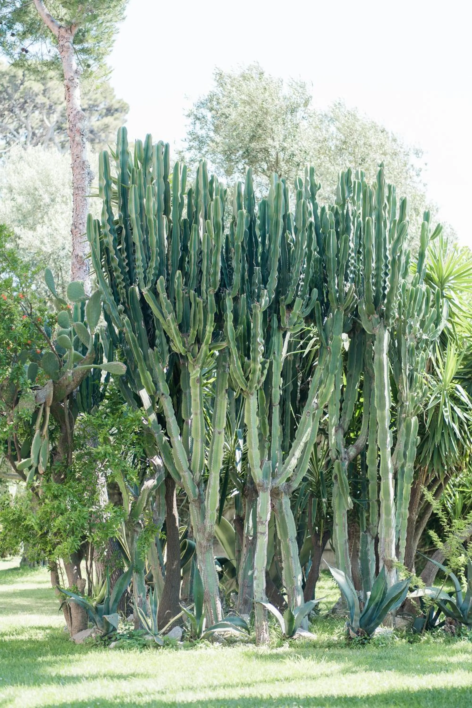 Capo Santa Fortunata