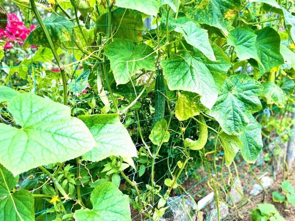 Gunsan Seongsanae Pension