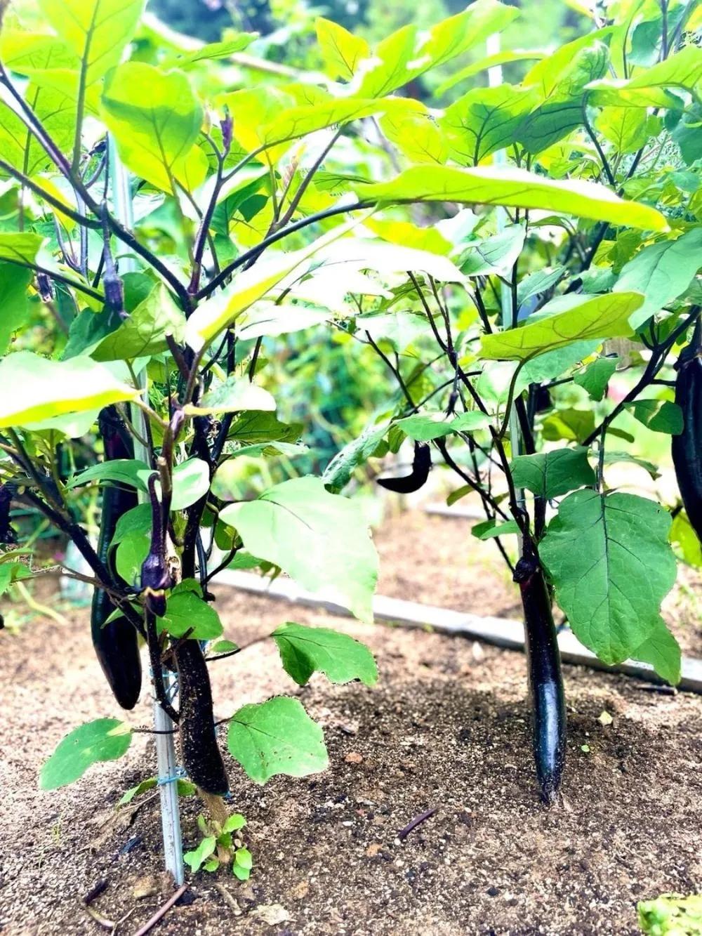 Gunsan Seongsanae Pension
