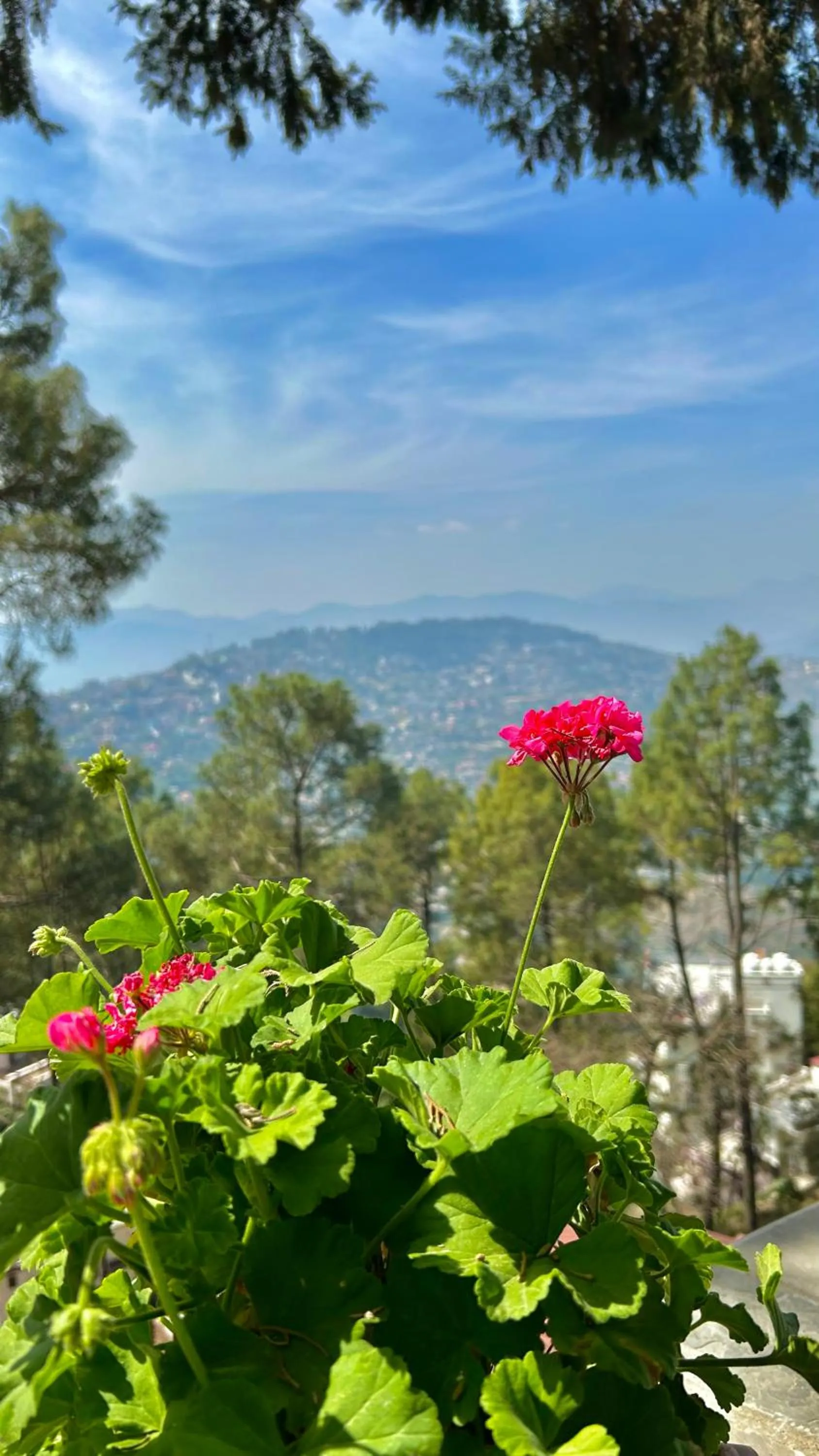 Mountain view in The Magnolia Lodge