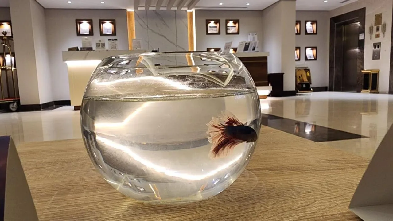 Lobby or reception in Maskan Alolya Serviced Apartment