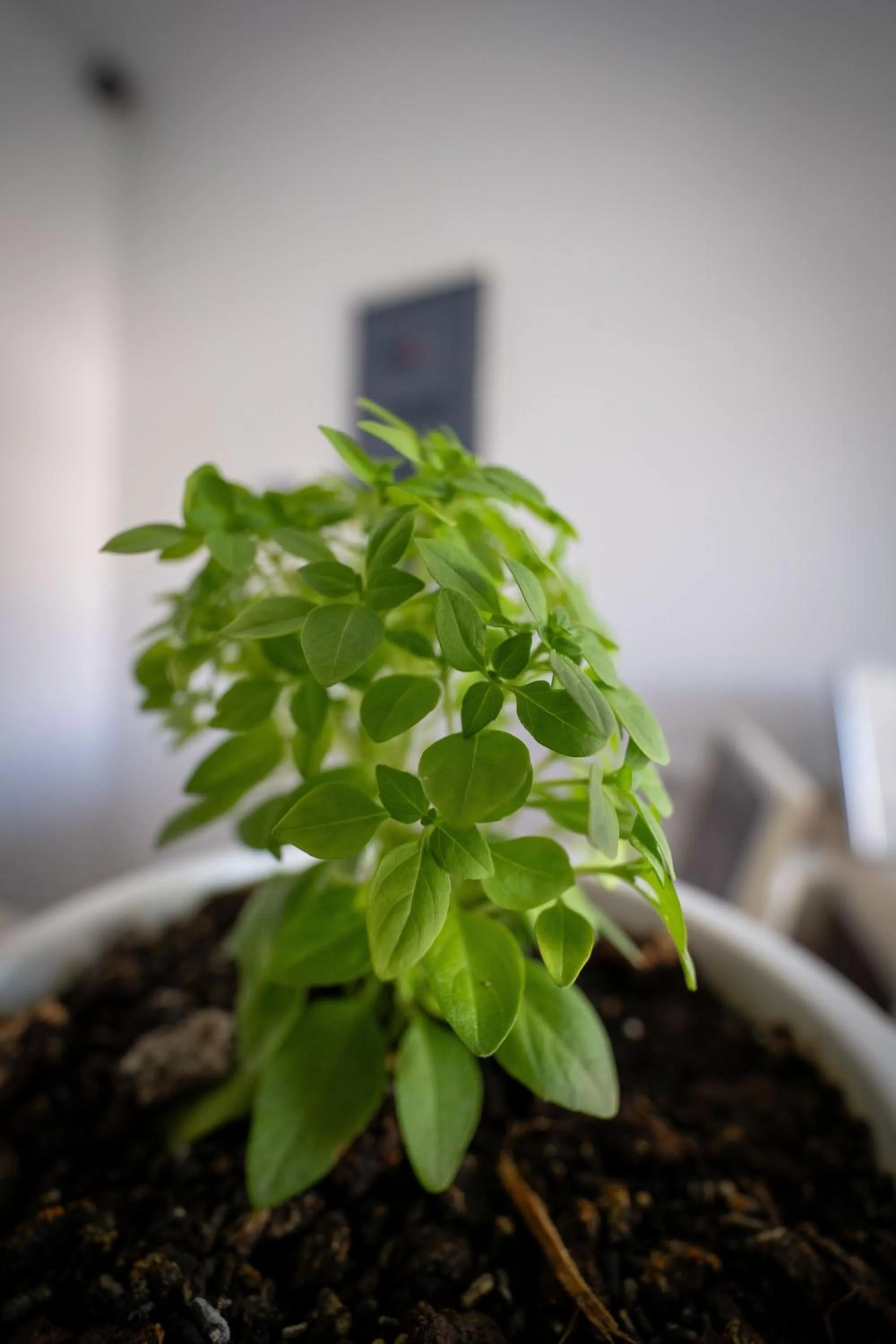 Natural landscape in Golden Hotel