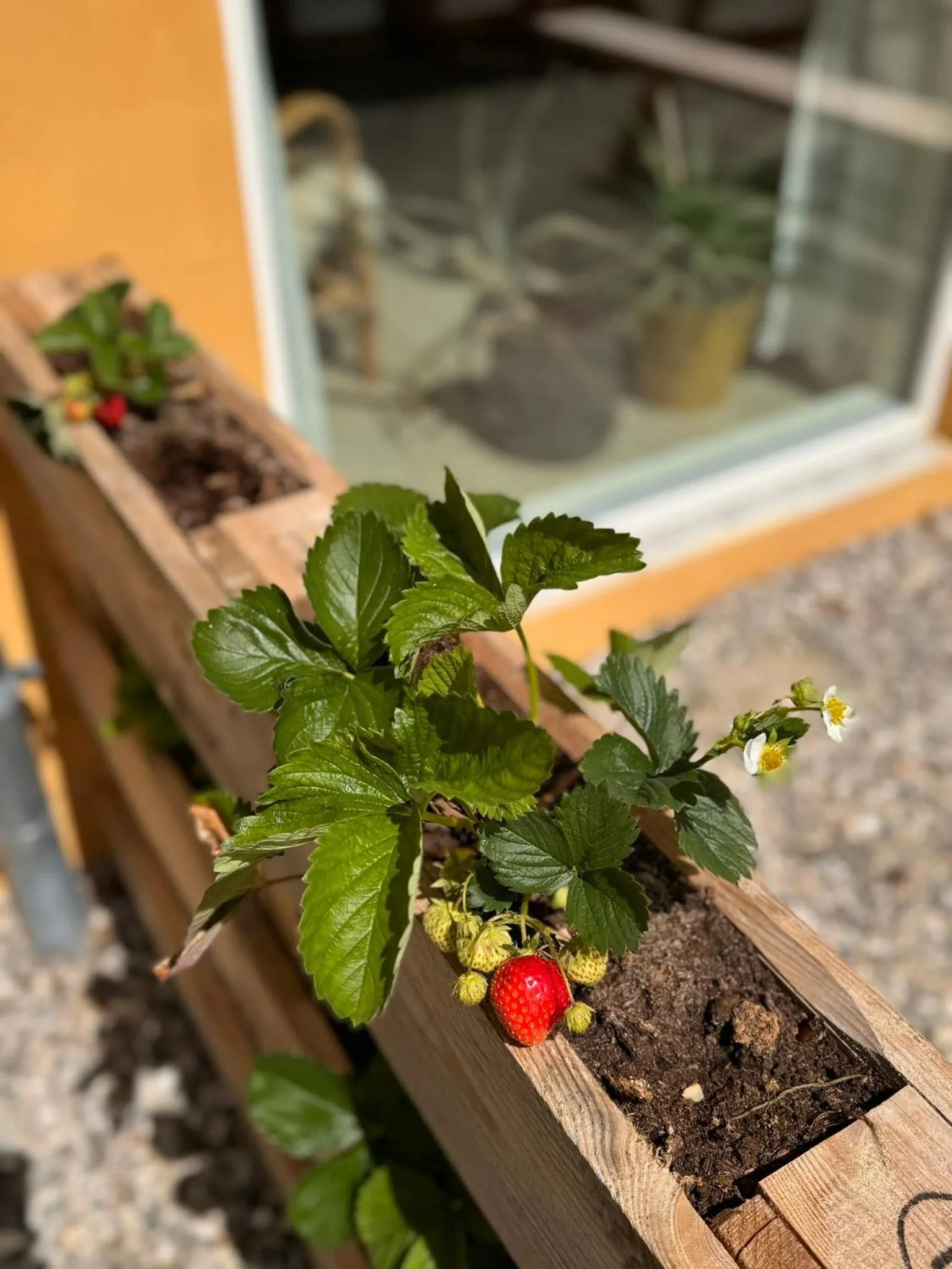 Garden in Fantastic holiday apartment - Asta