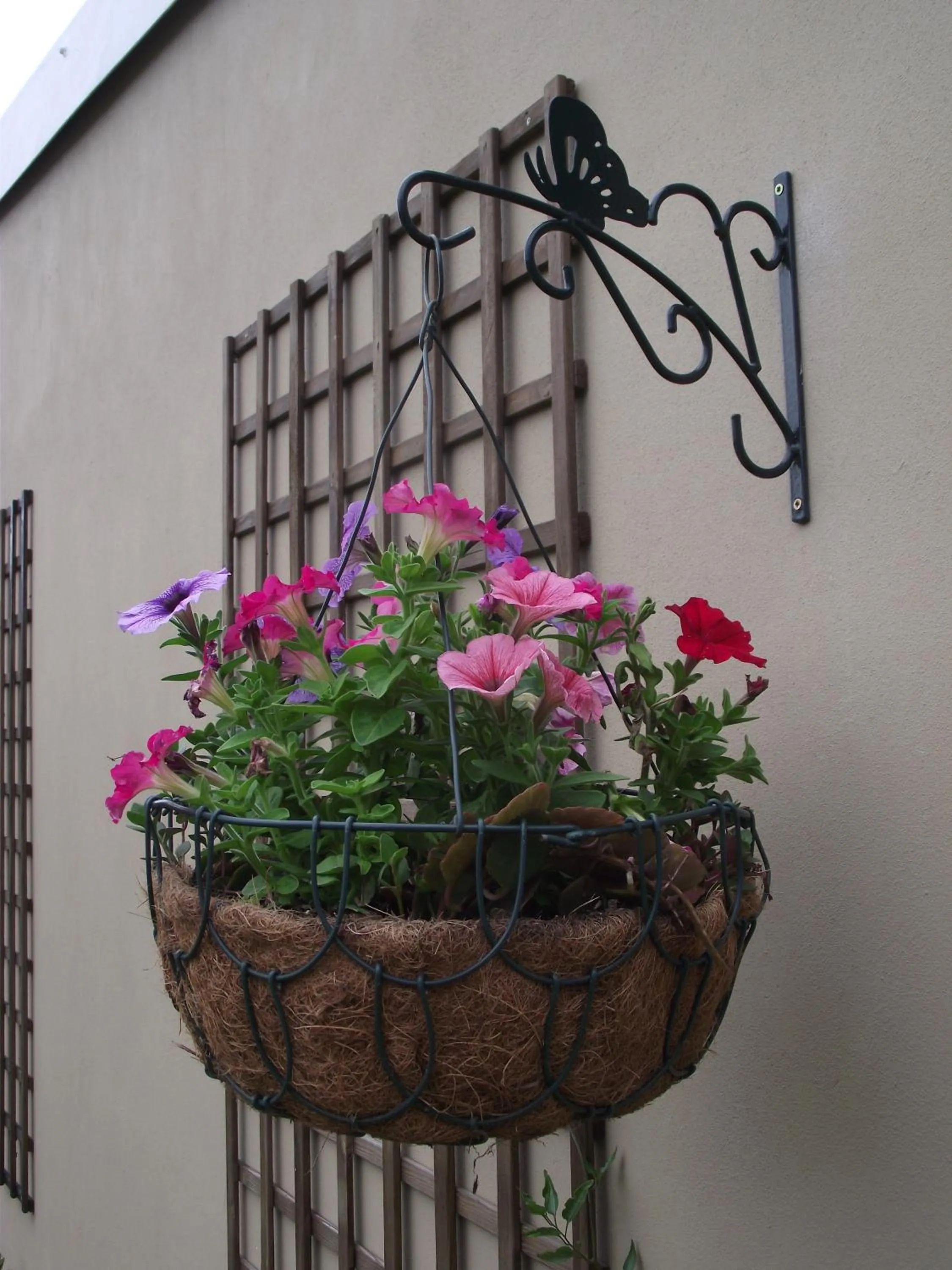 Garden in Little Louisa