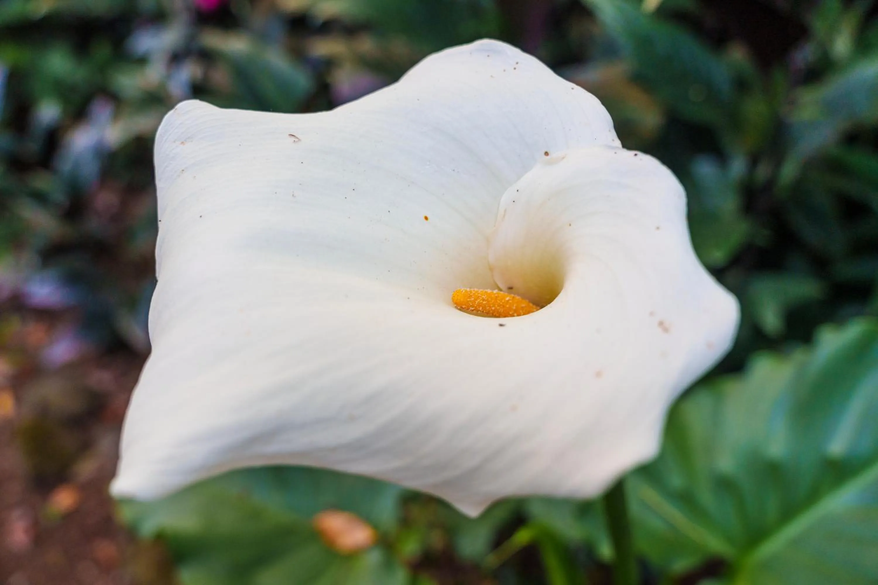 Garden in Solar dos Cantos Botanic House & Garden