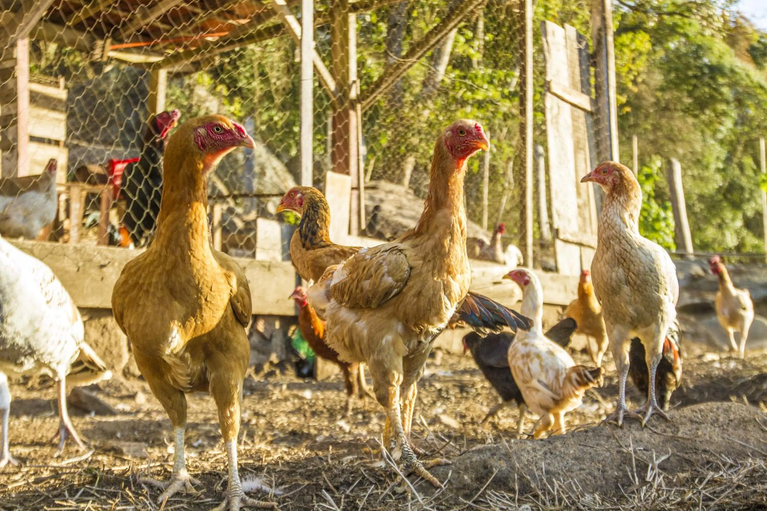 Pets in Pousada Céu de Luz - Próximo a Monte Verde