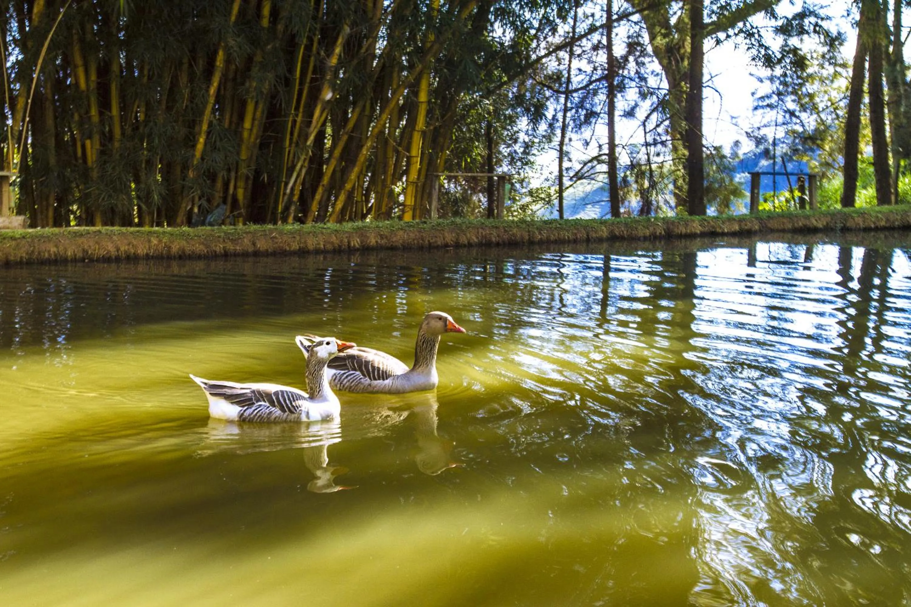 On site in Pousada Céu de Luz - Próximo a Monte Verde