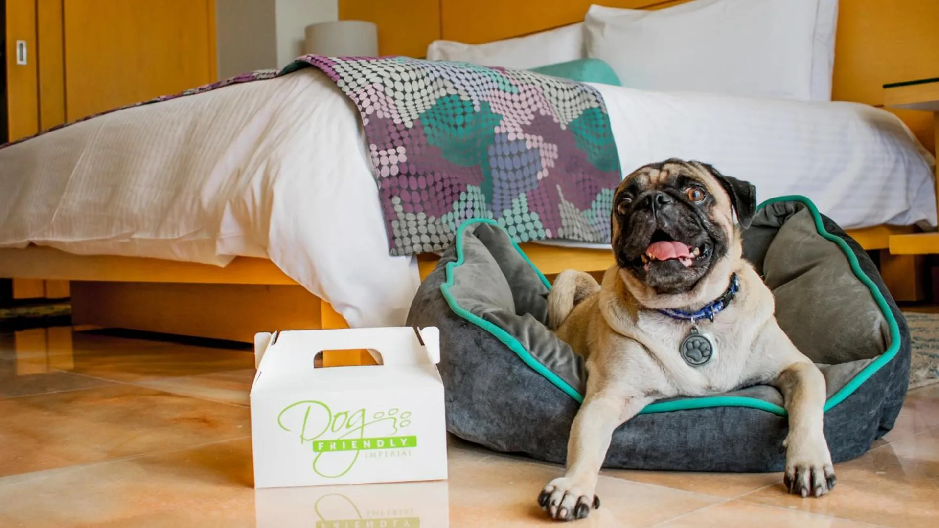 Pets in Palacio Mundo Imperial Riviera Diamante Acapulco All Inclusive