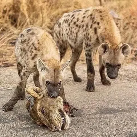 Animals in STC.SAFARI LODGE