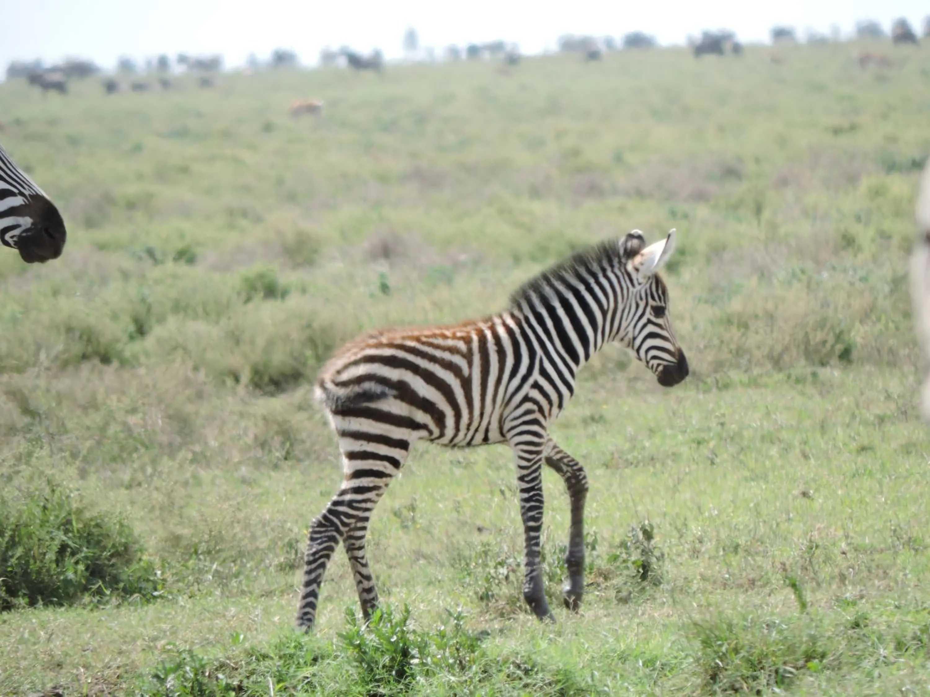 Animals in STC.SAFARI LODGE