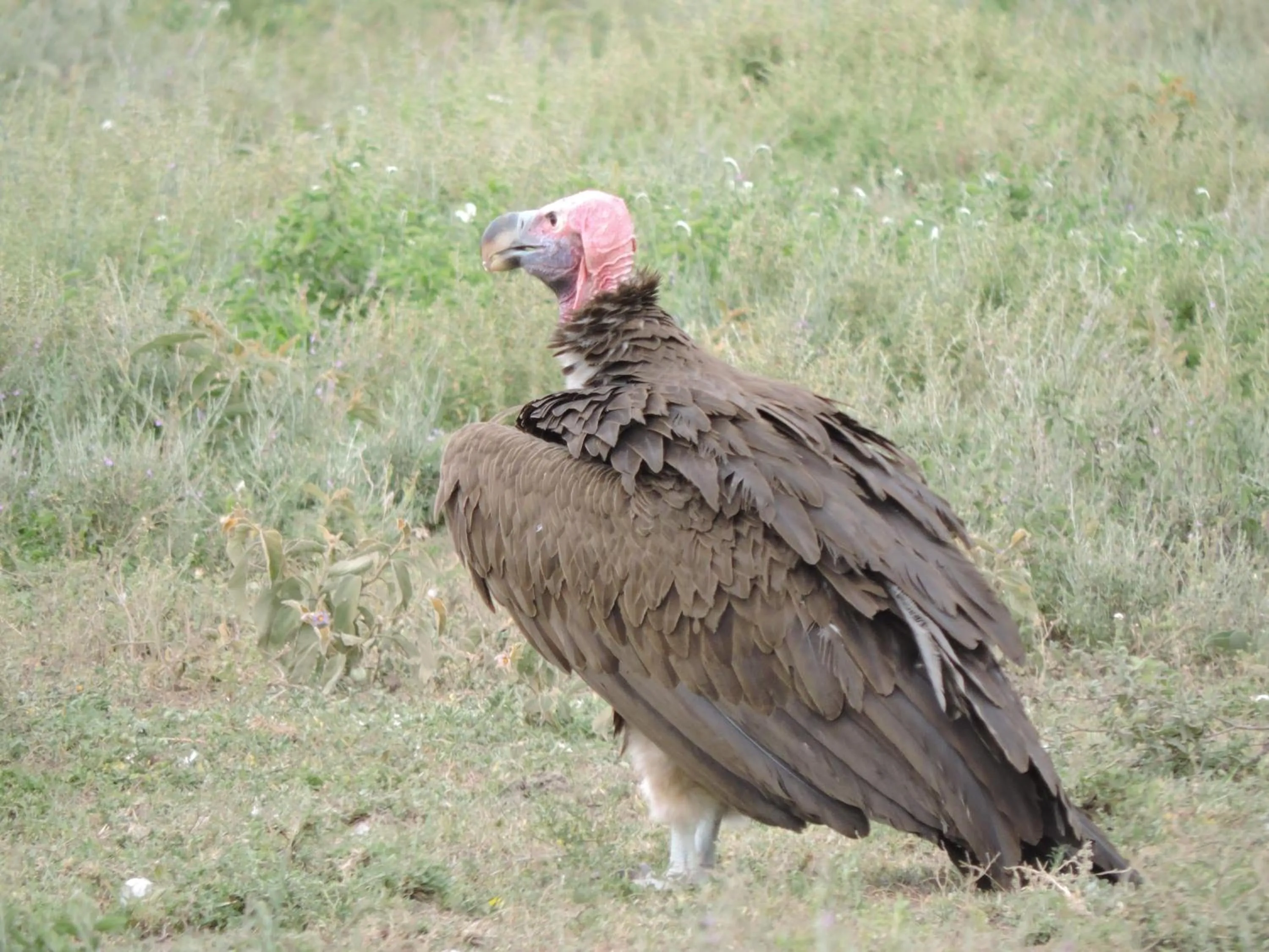 Animals in STC.SAFARI LODGE
