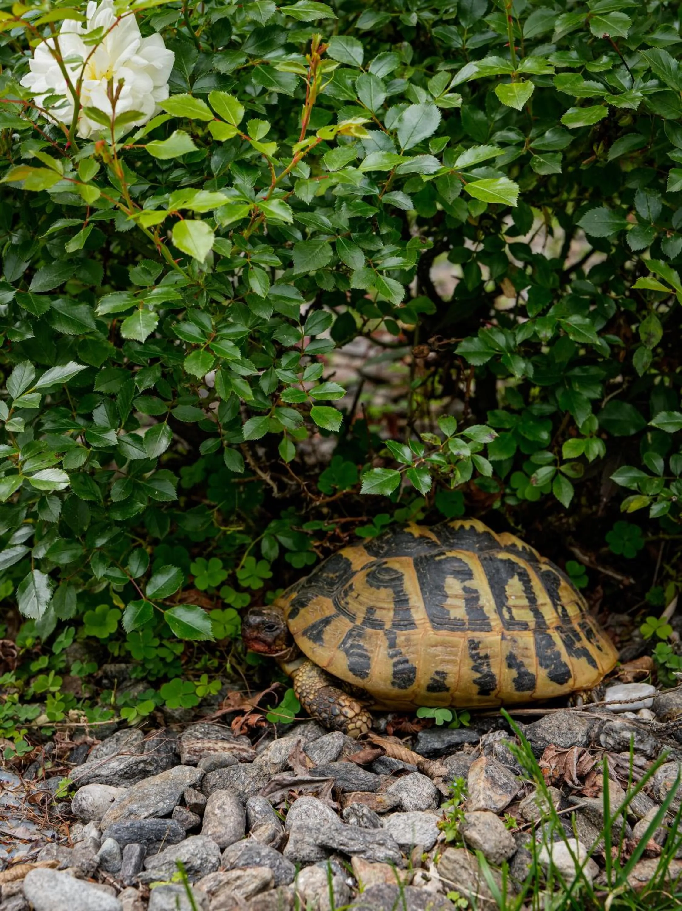 Merangardenvilla adults only