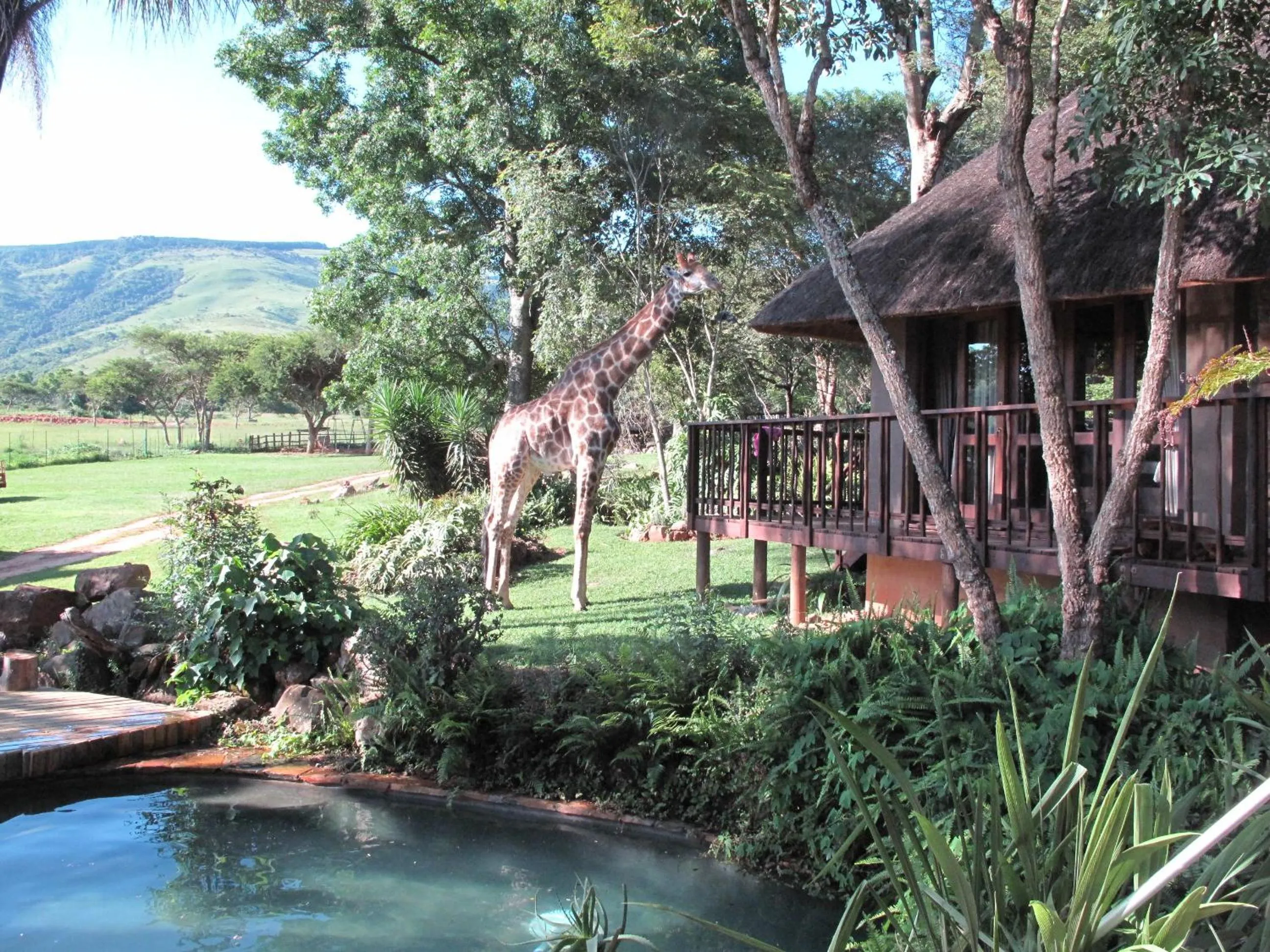 Animals in Caracal Lodge