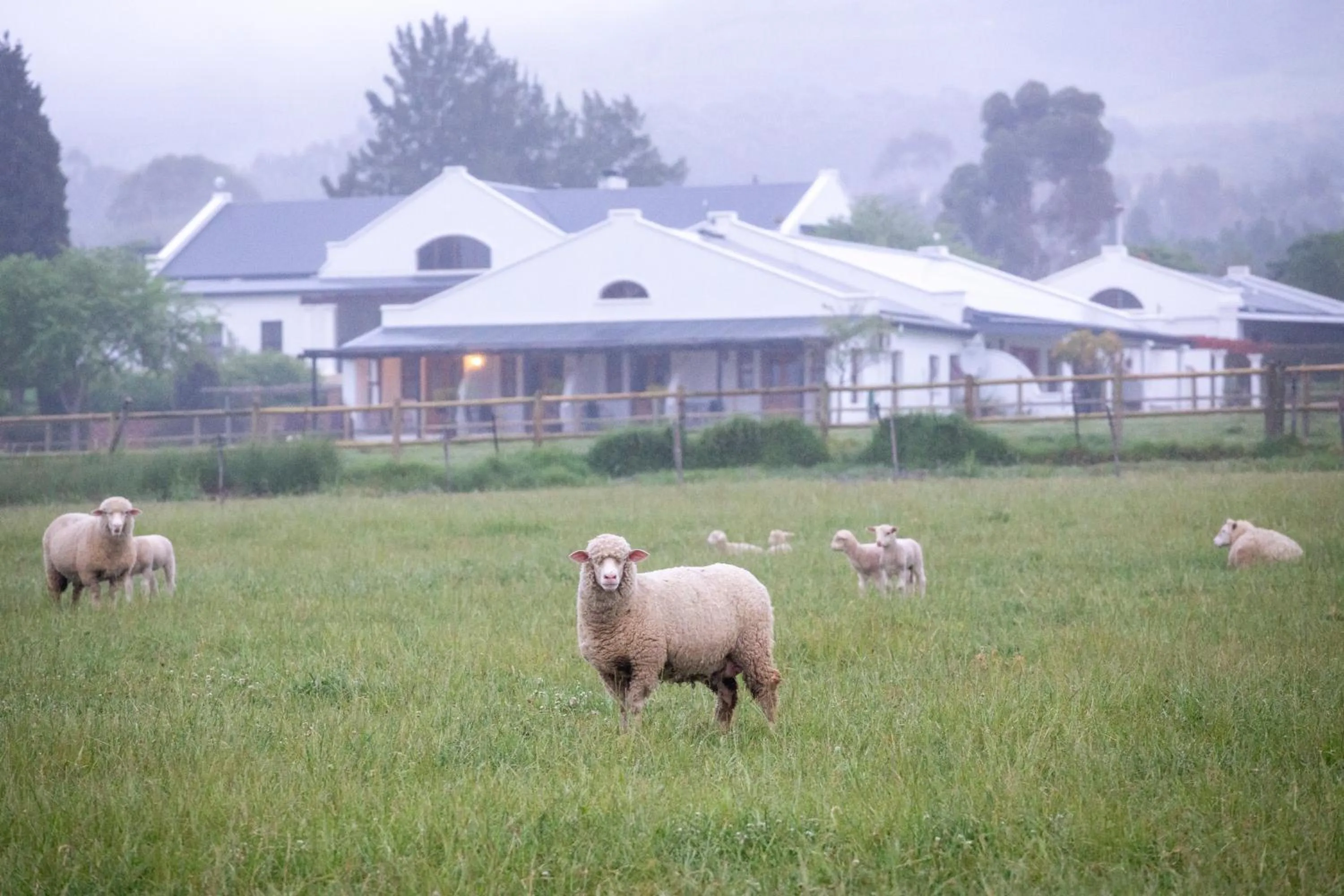 Animals in Raptor Rise Farm