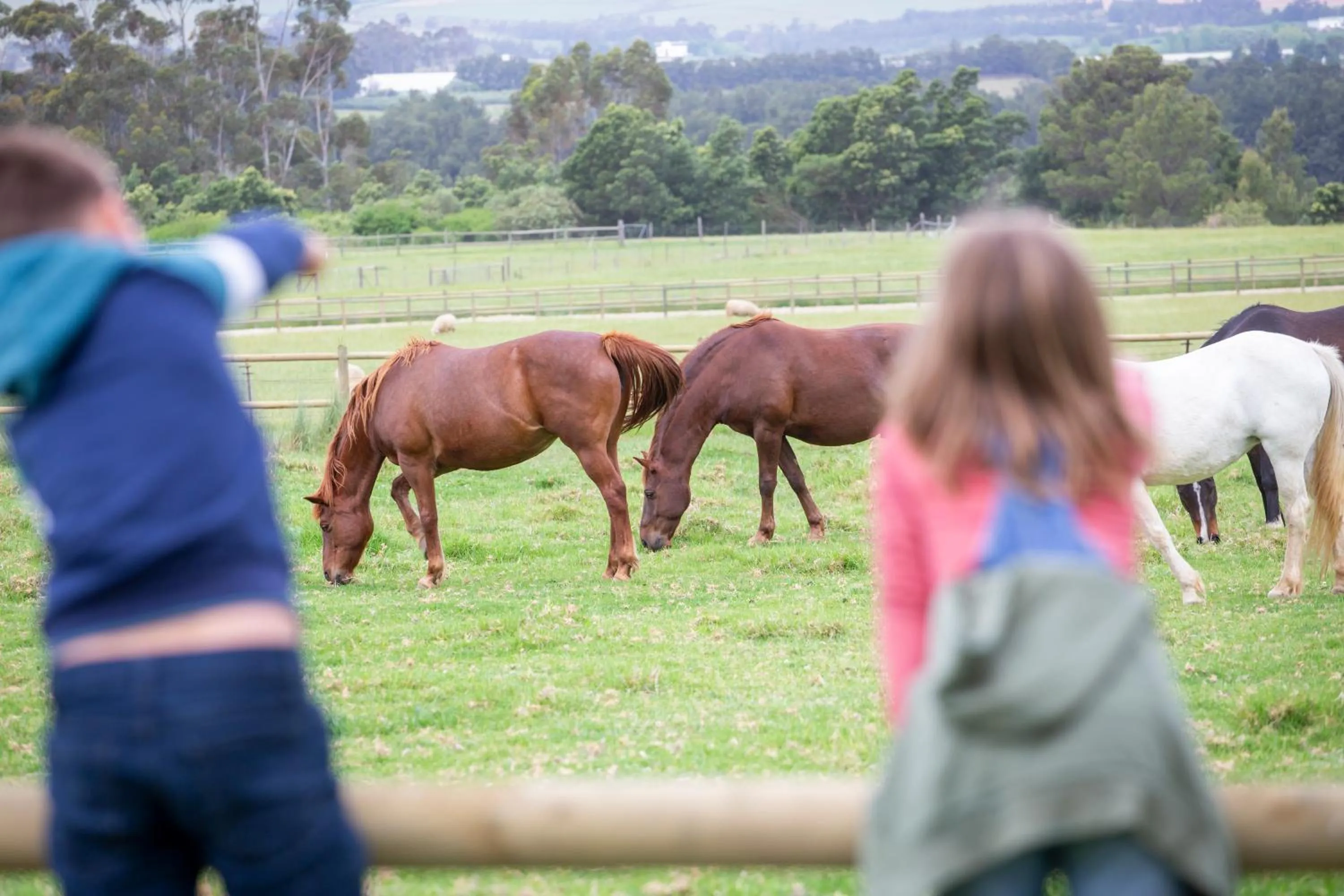 Animals in Raptor Rise Farm