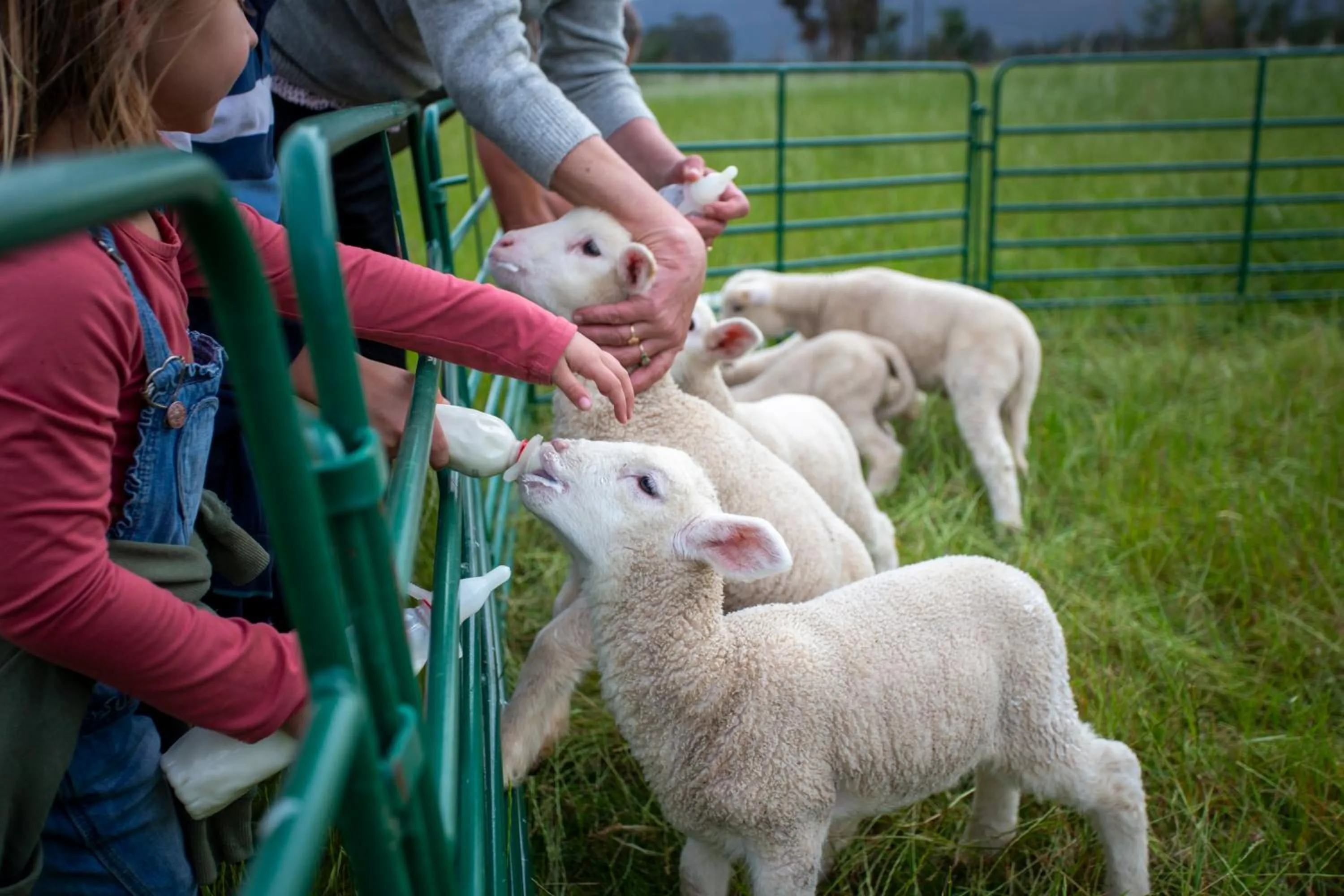 Animals in Raptor Rise Farm