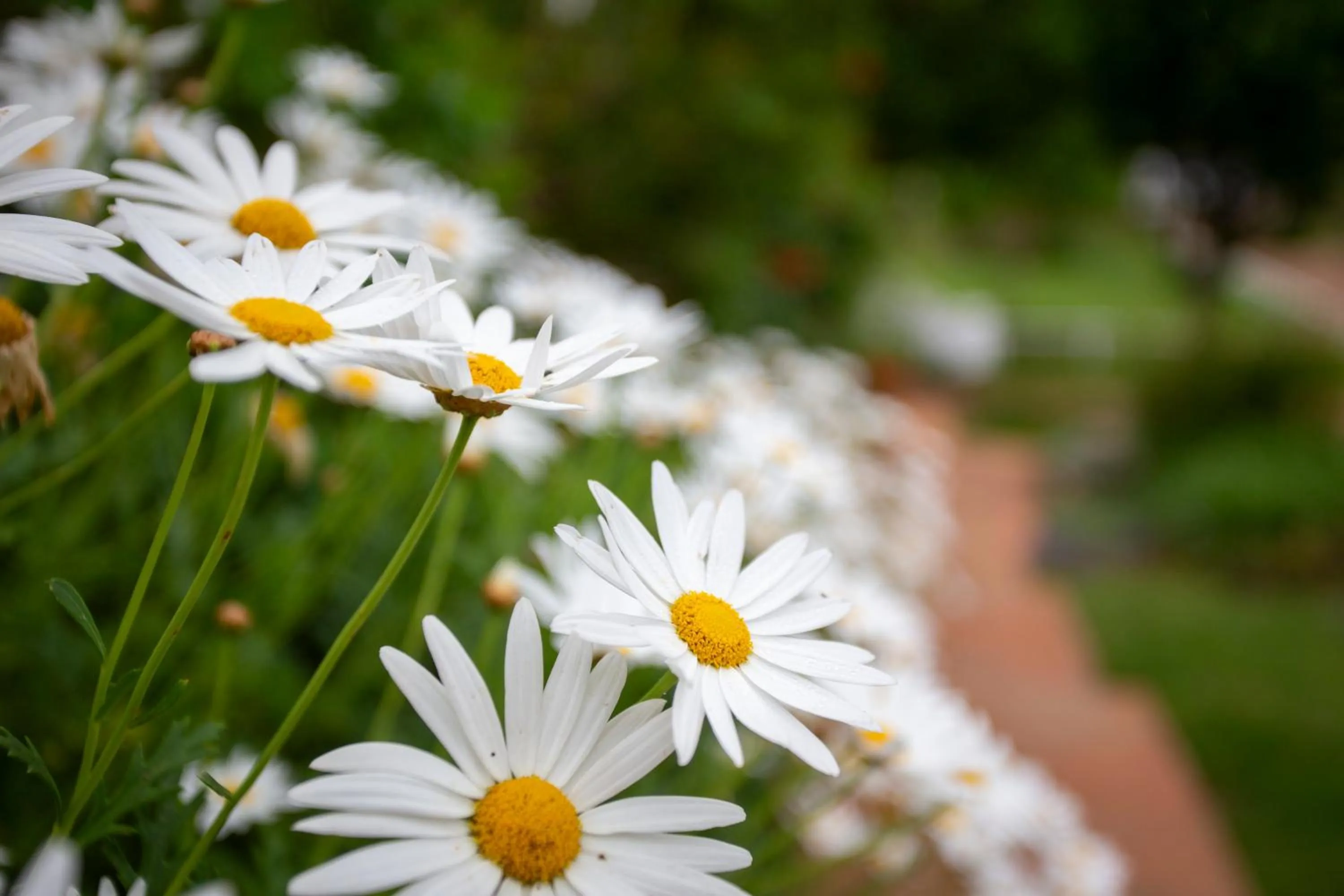 Spring in Raptor Rise Farm