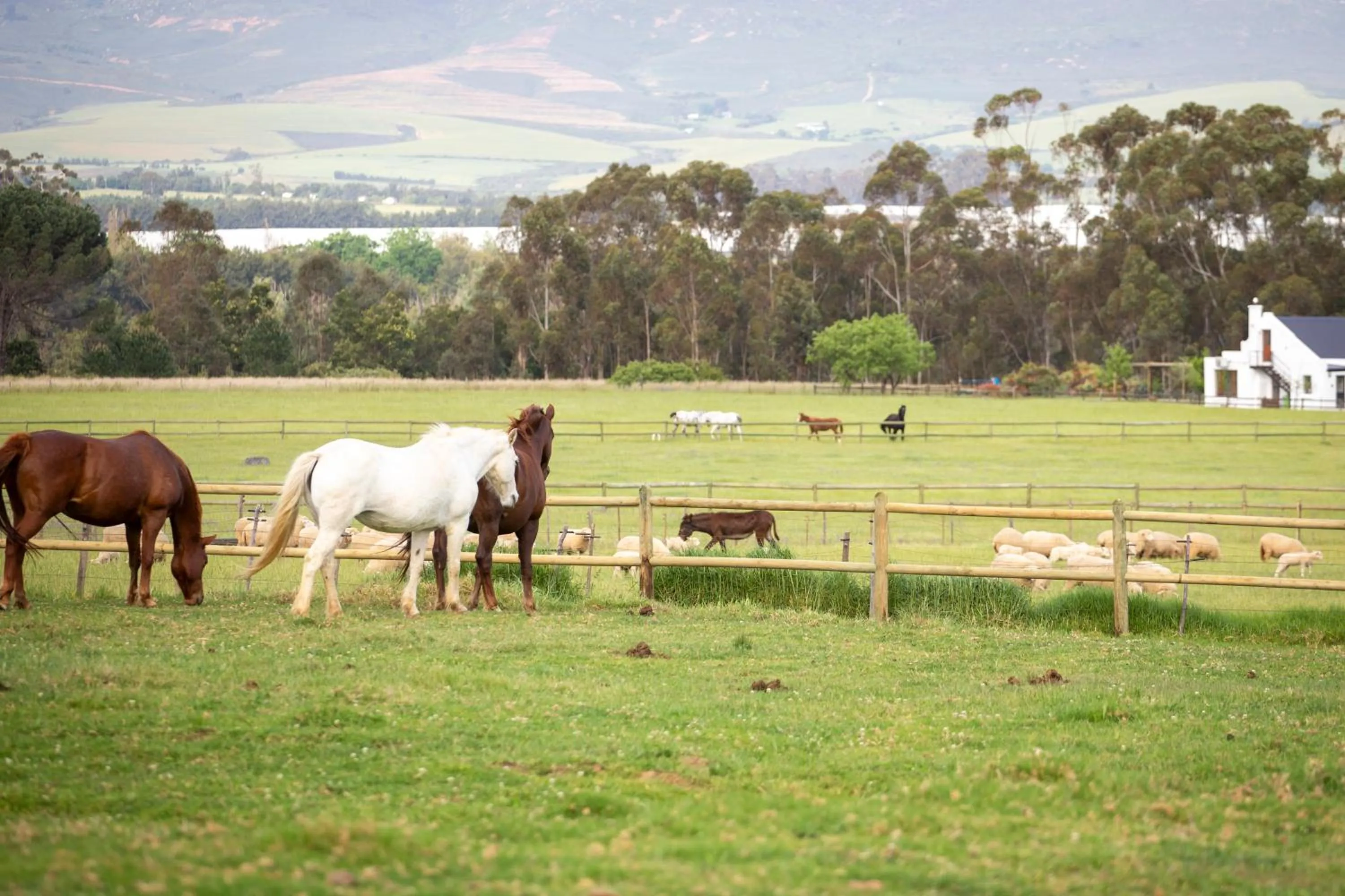 Animals in Raptor Rise Farm