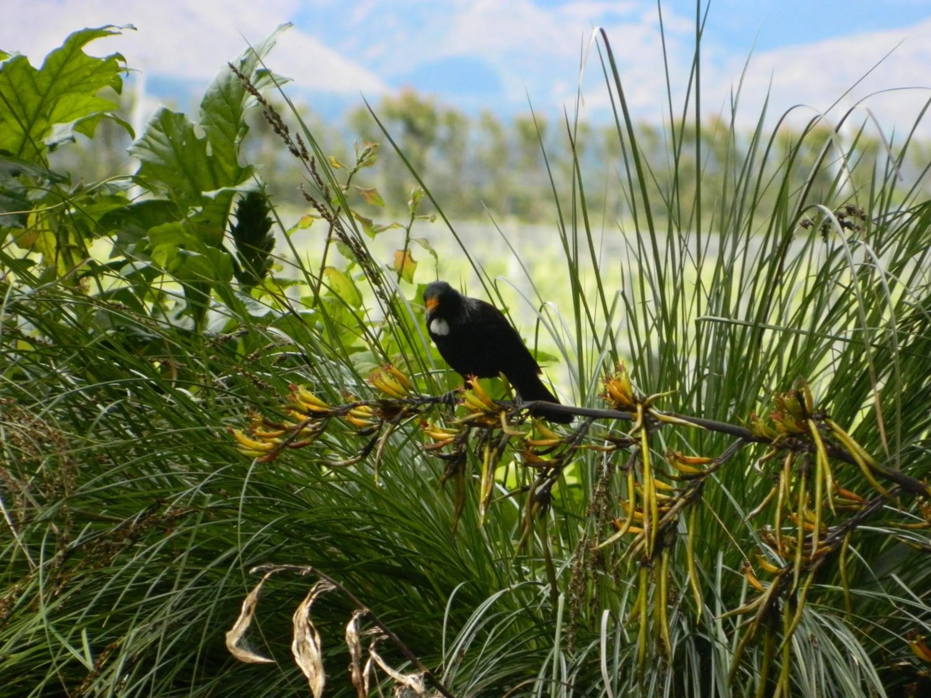 Animals in Antares Homestay