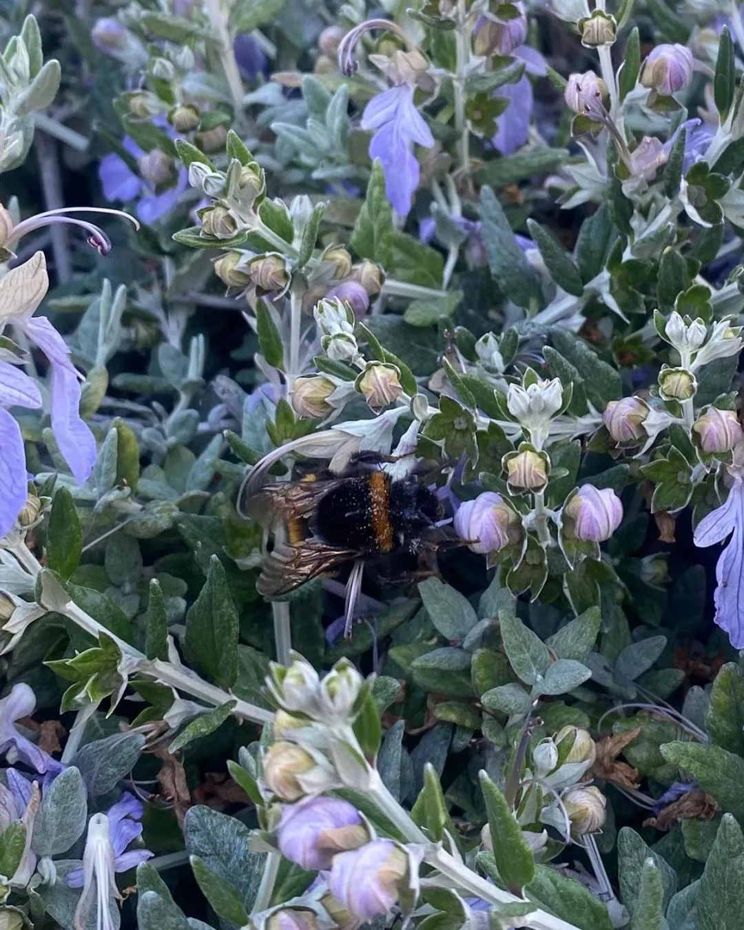 Garden in Antares Homestay