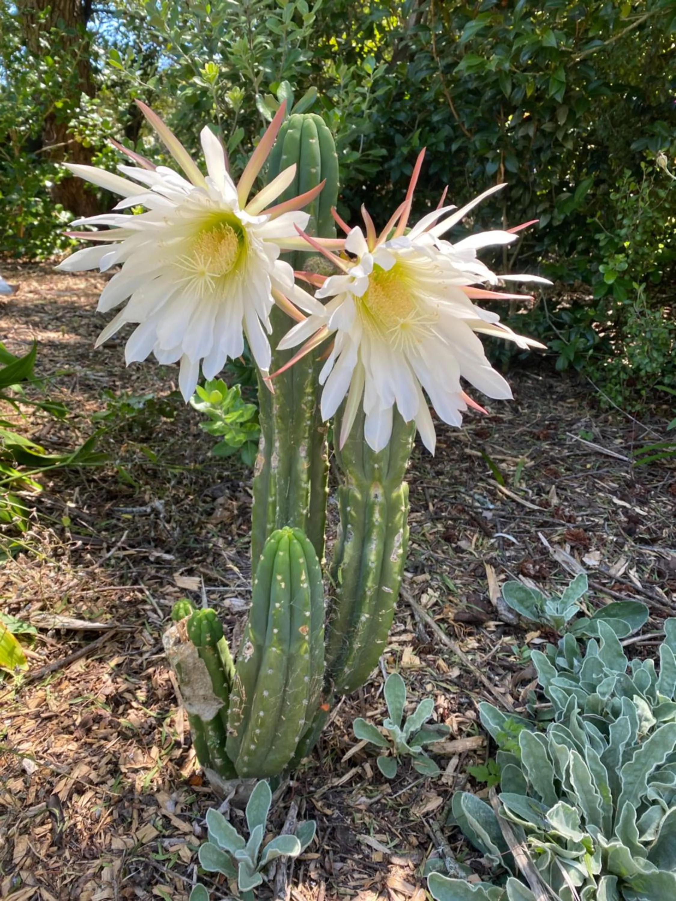 Garden in Antares Homestay