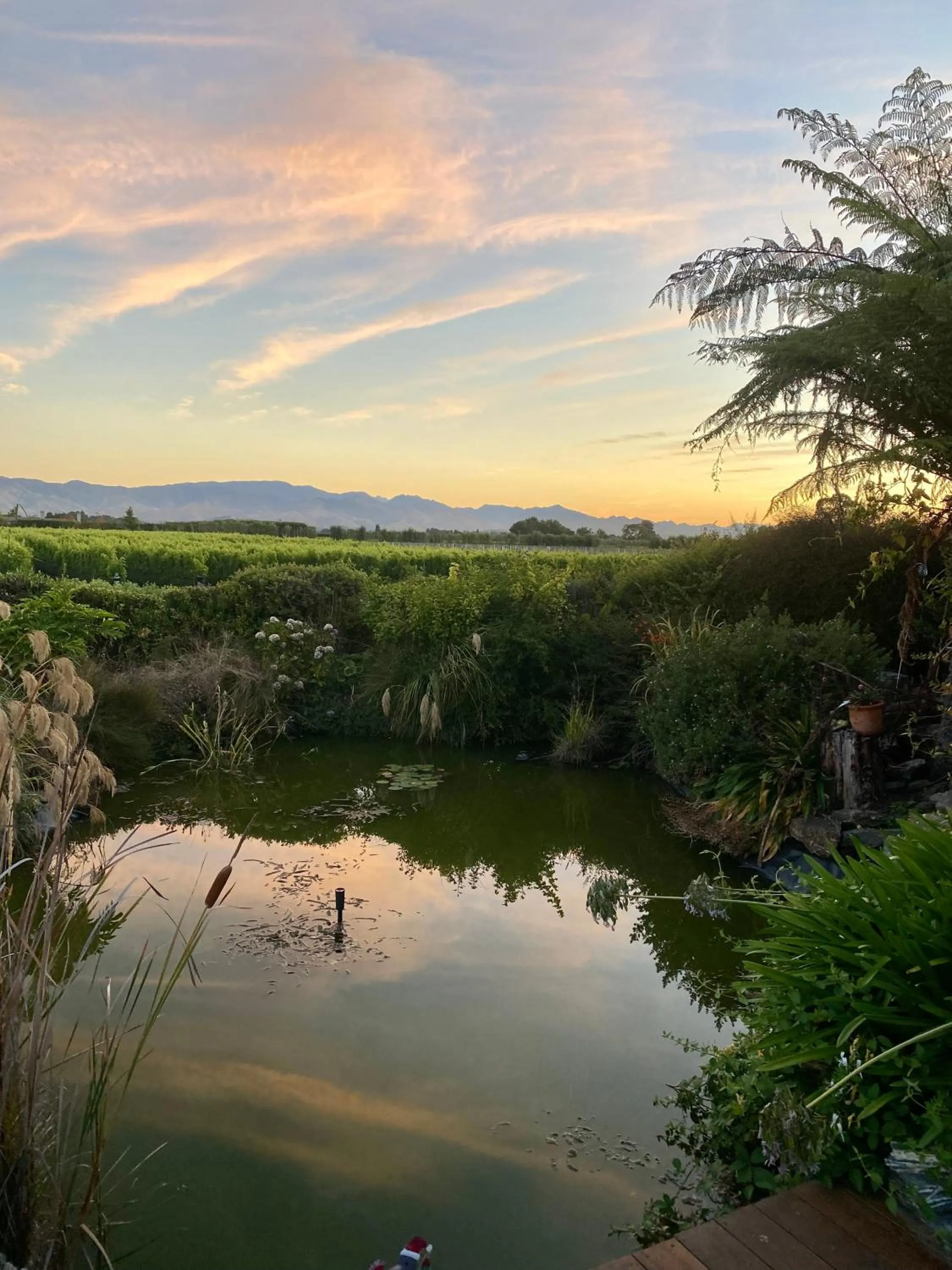 Garden in Antares Homestay