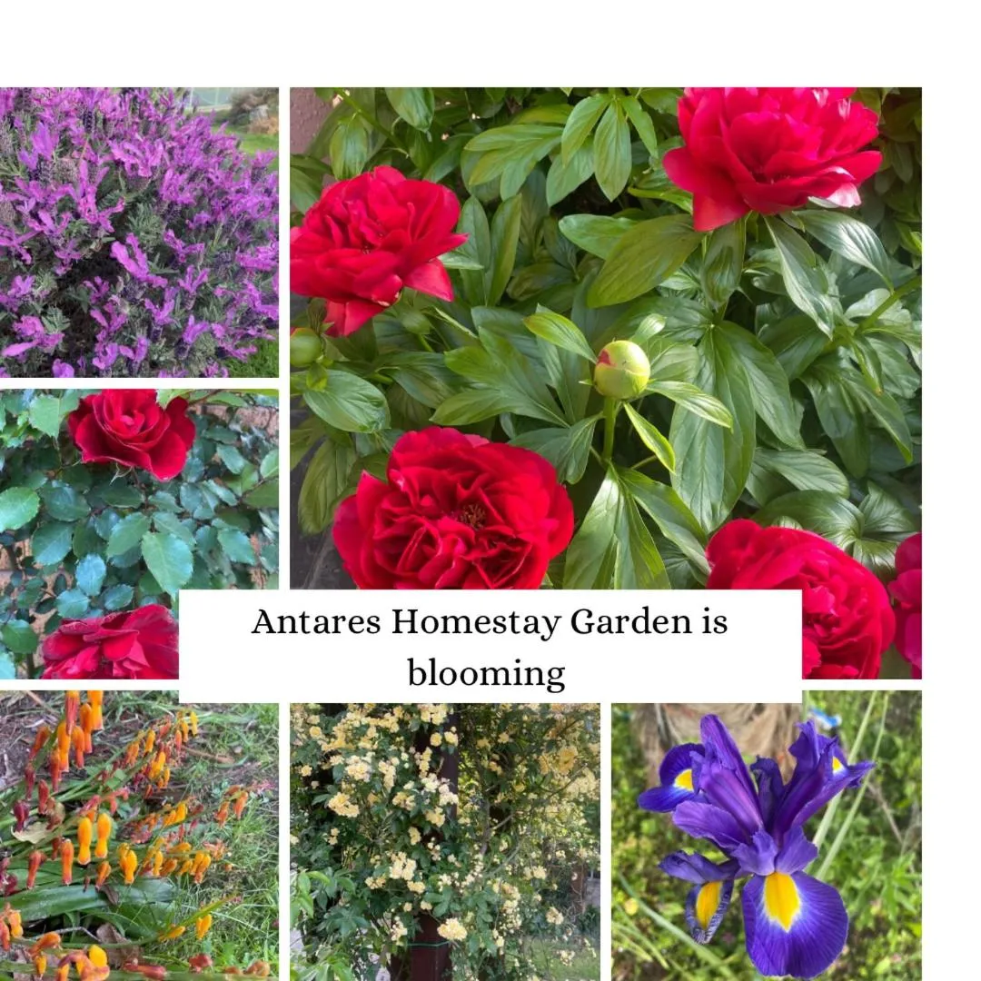 Garden in Antares Homestay