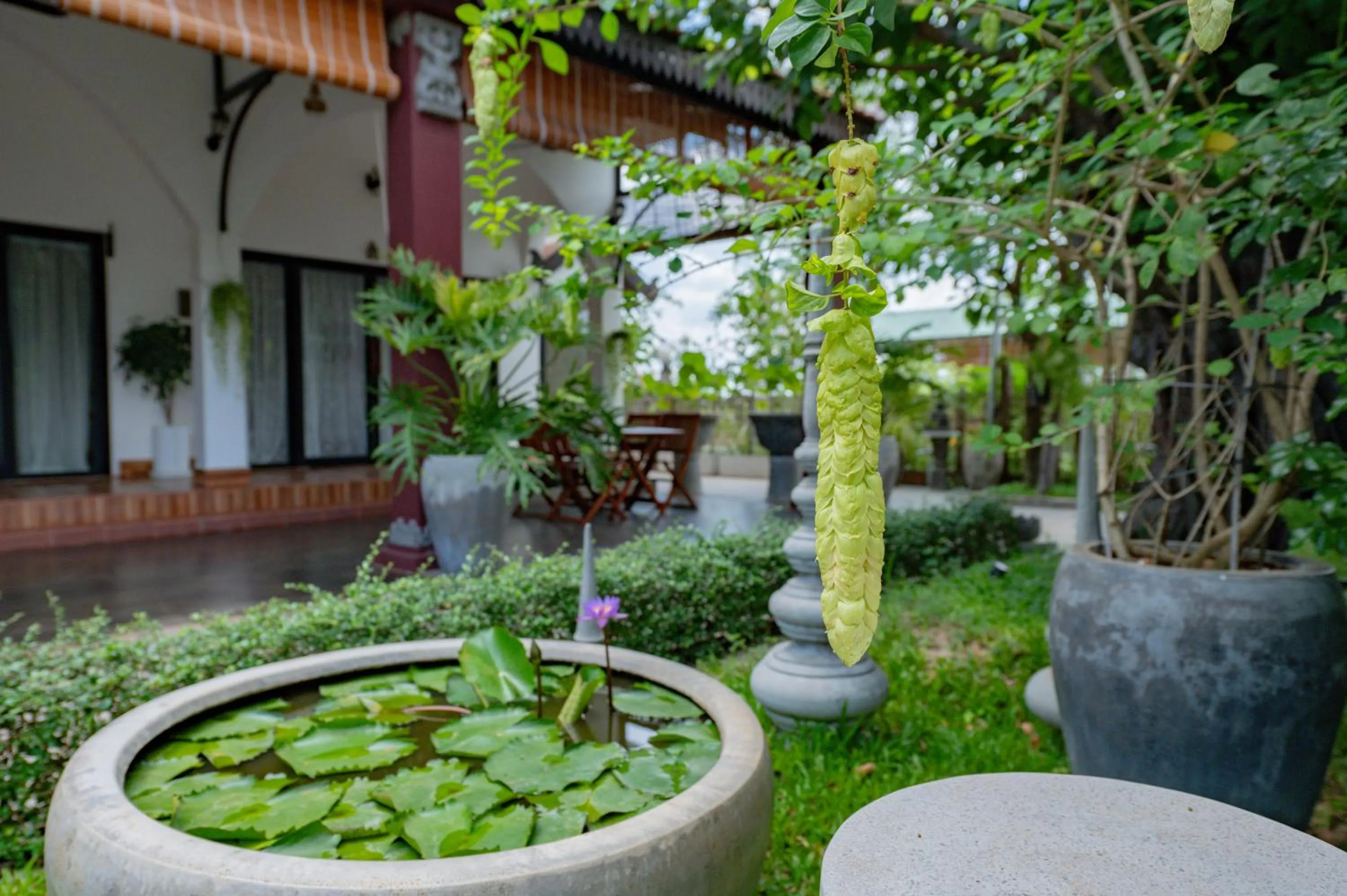 Garden in Moringa Tree Maison