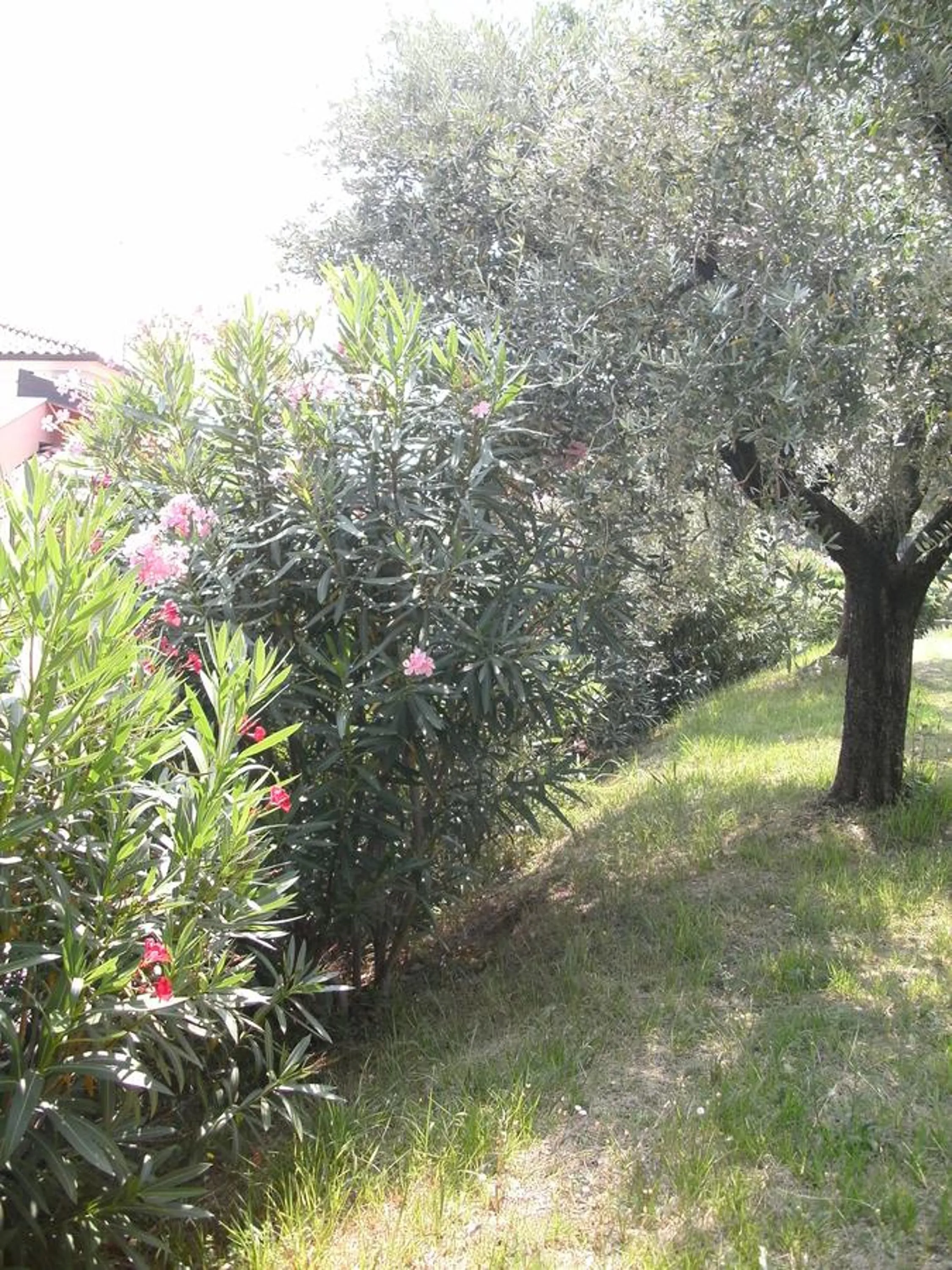 Garden in B&B Agli Ulivi