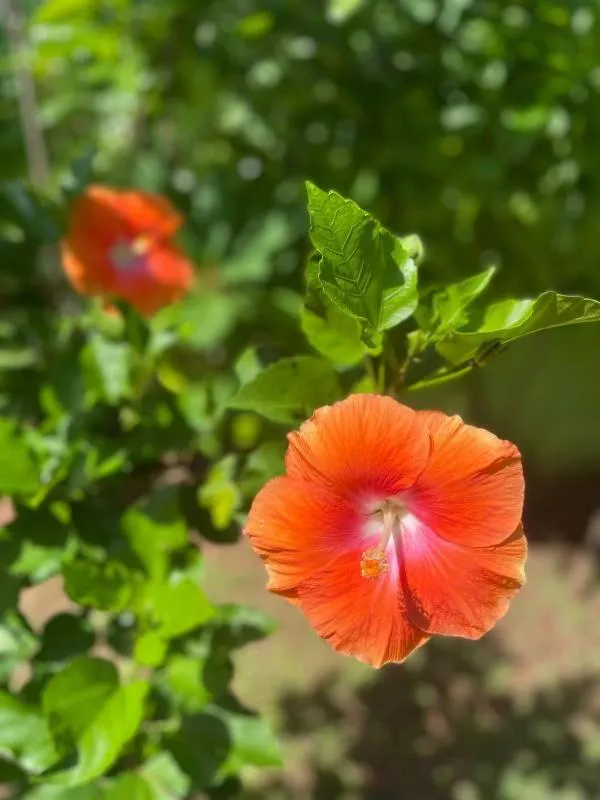Garden in Solomon Beach Hotel