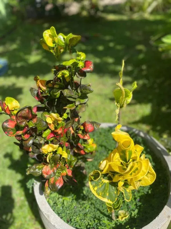 Garden in Solomon Beach Hotel