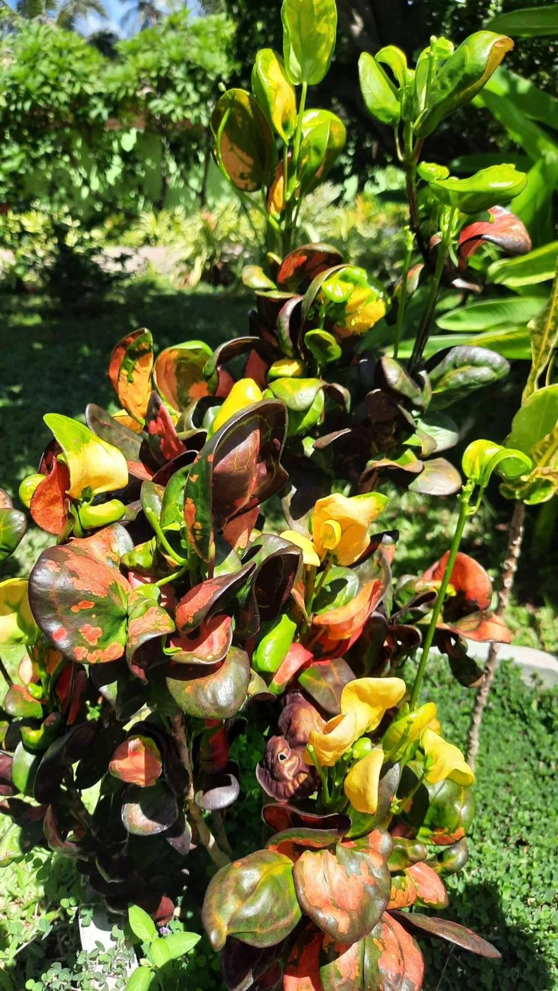 Property building in Solomon Beach Hotel