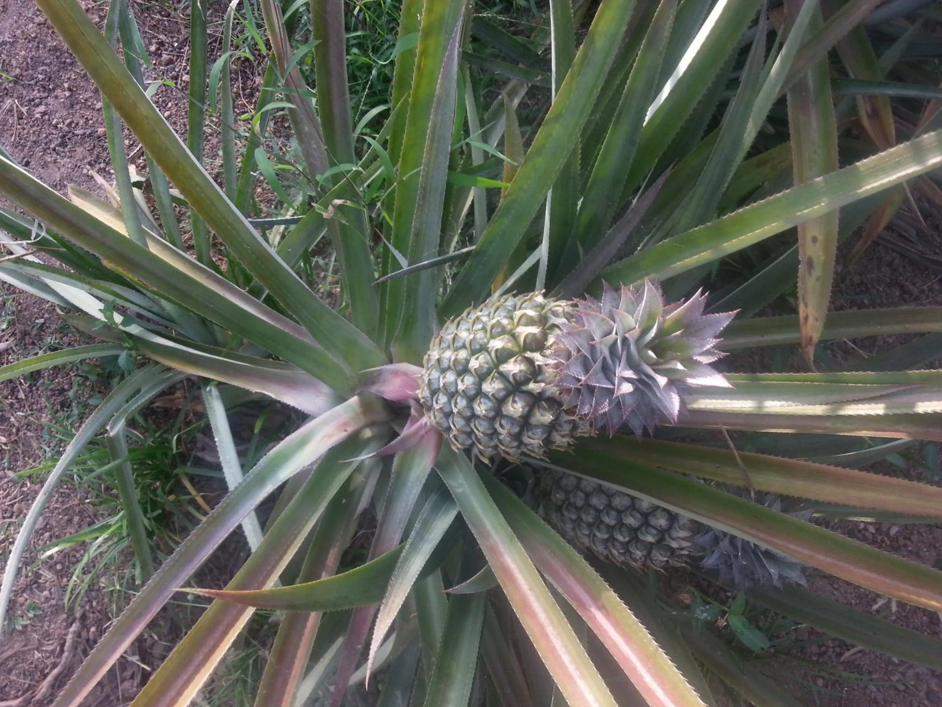 Off site in Solomon Beach Hotel