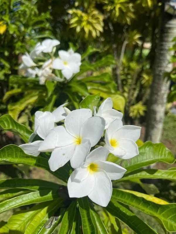 Natural landscape in Solomon Beach Hotel