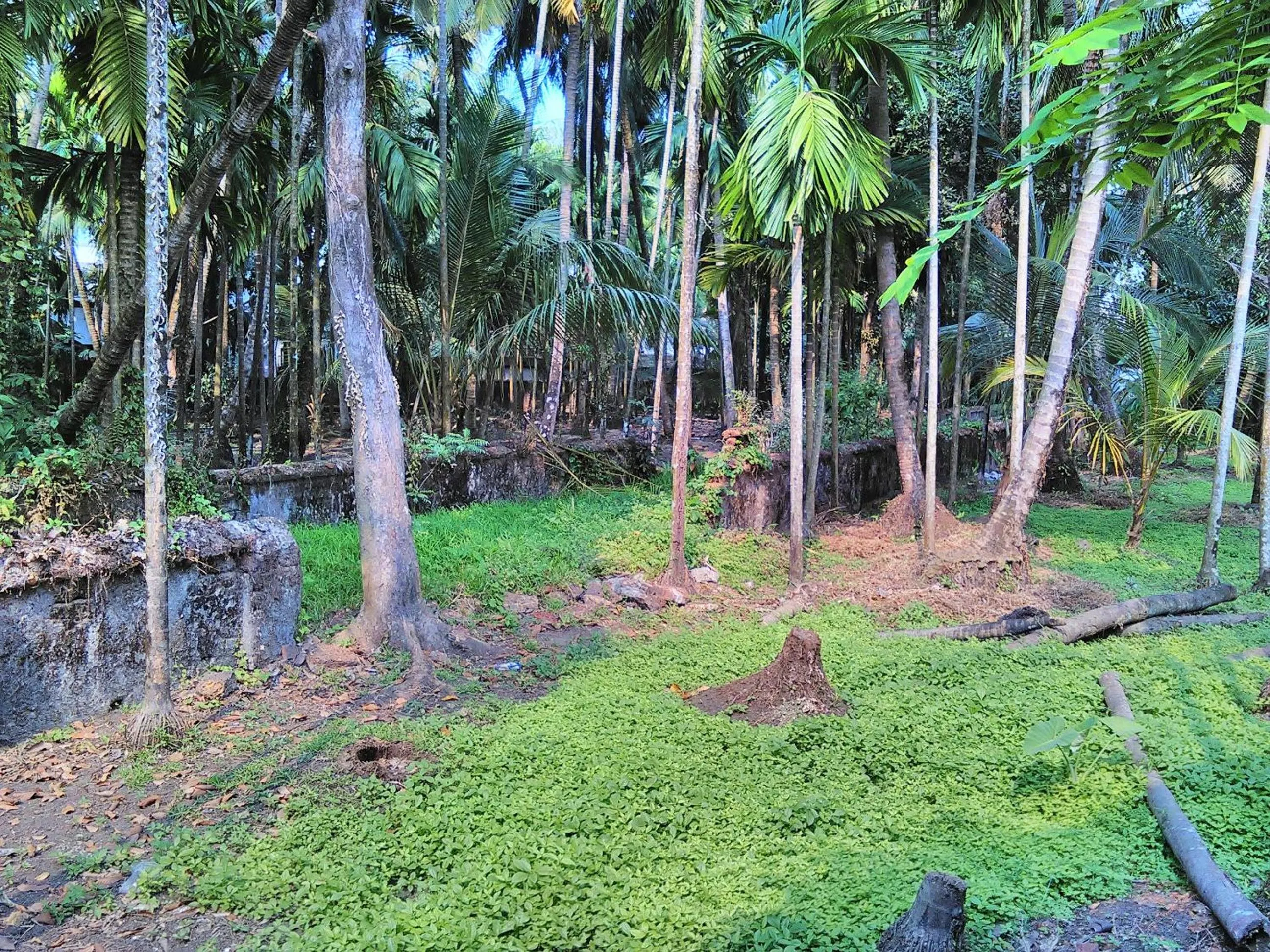 Garden in Jojies Homestay Fortkochi