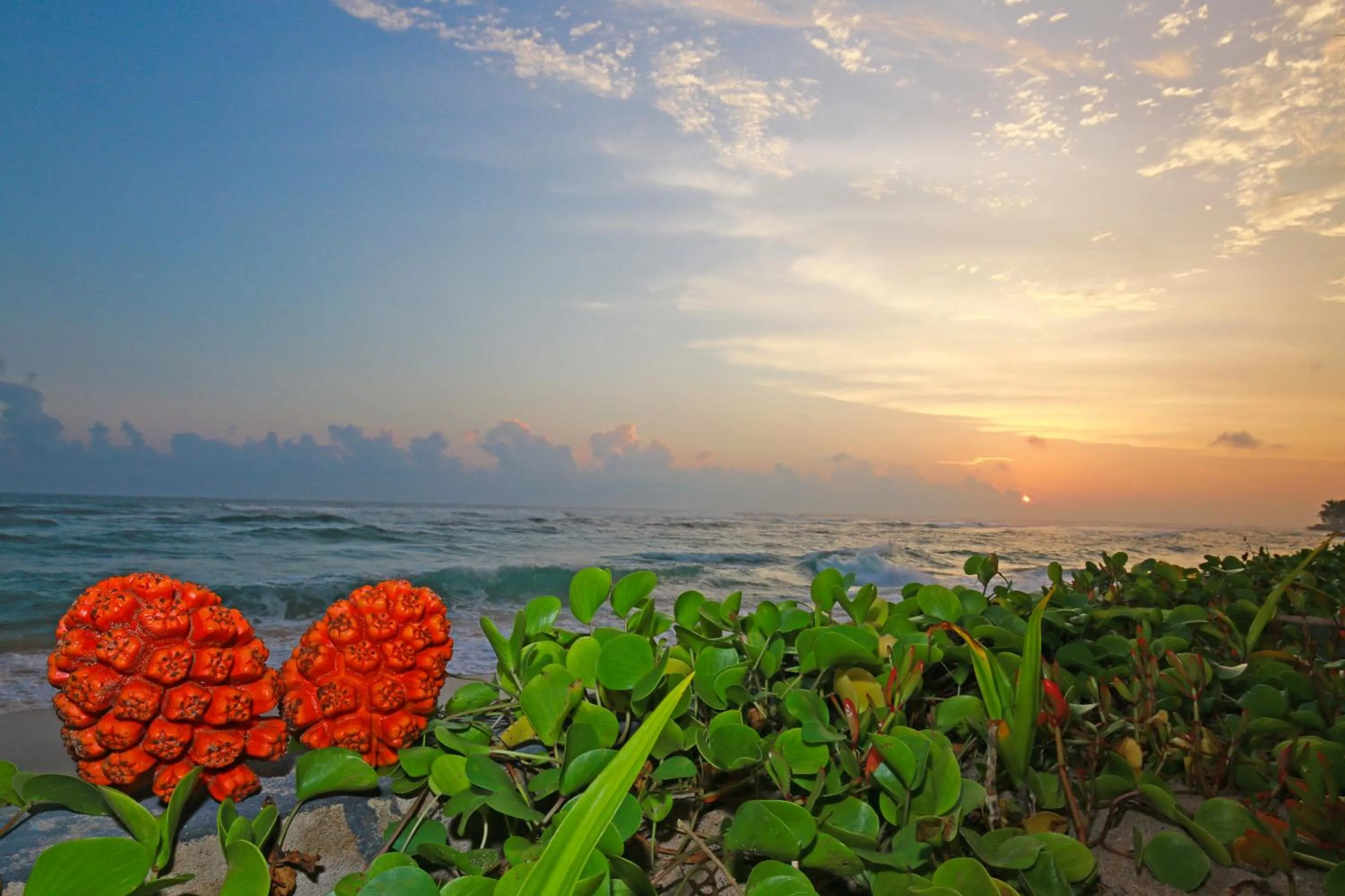 Beach in Haus am Meer "Wilde Ananas"
