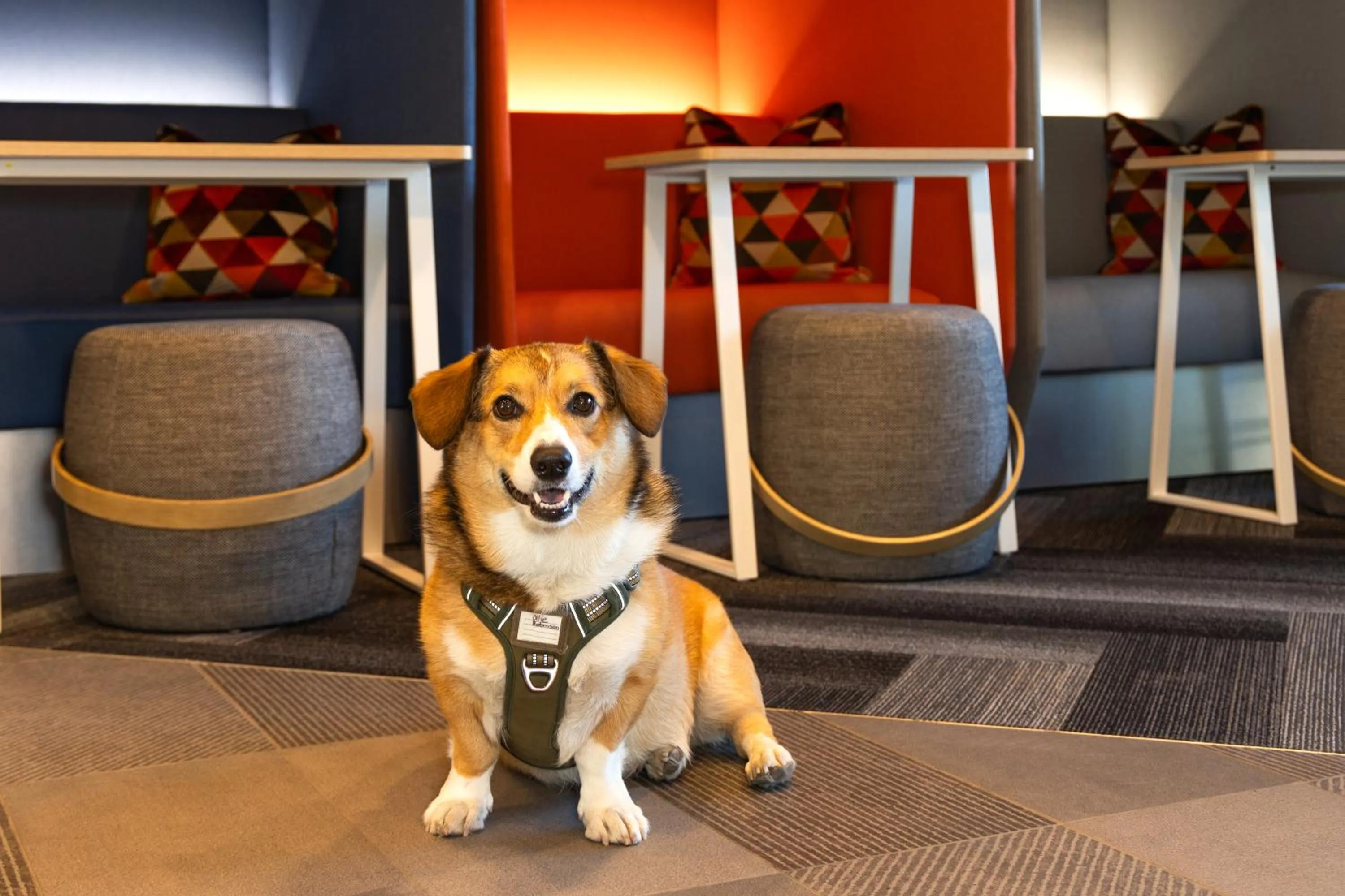 pet friendly in Tru By Hilton Yakima Airport