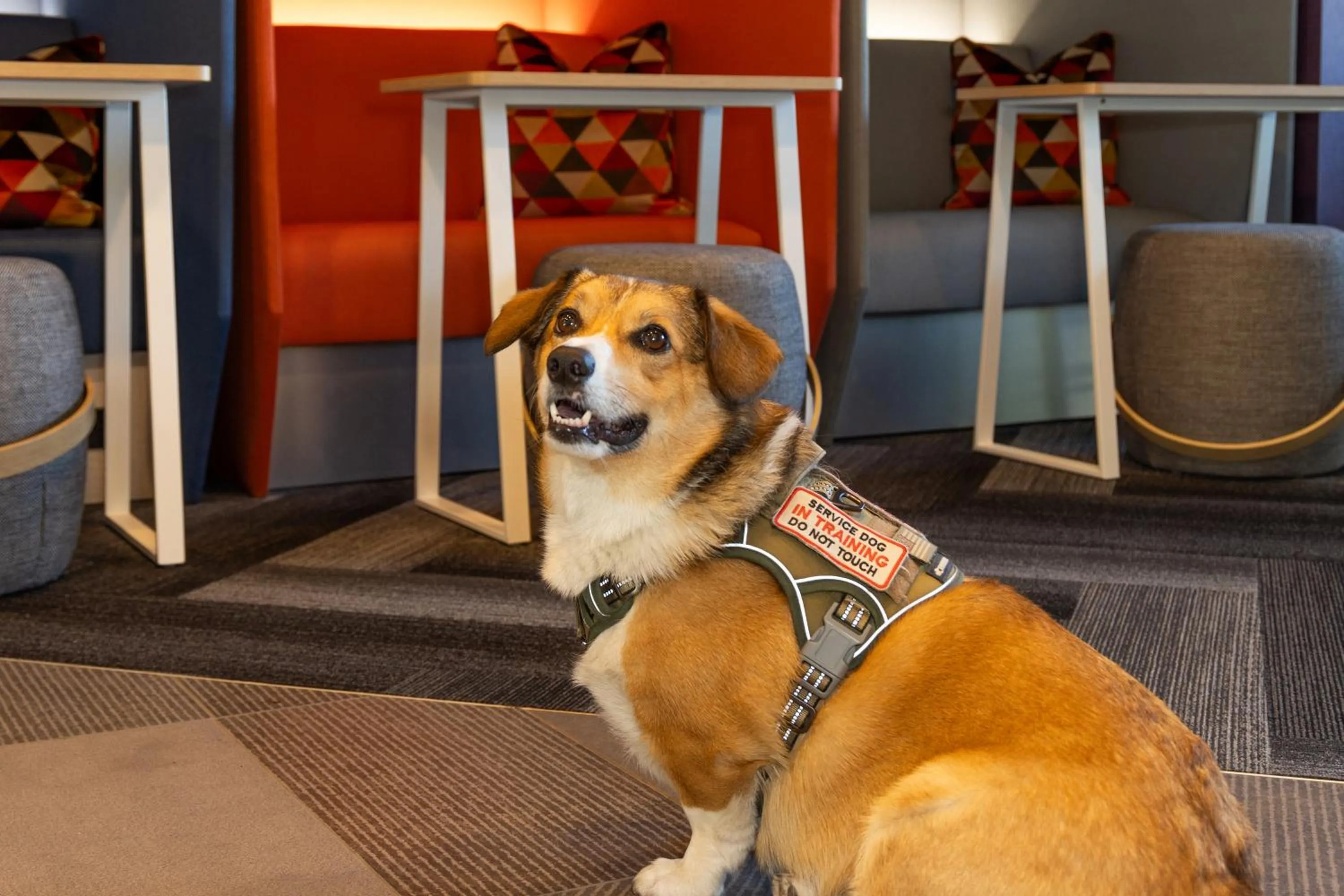 pet friendly in Tru By Hilton Yakima Airport