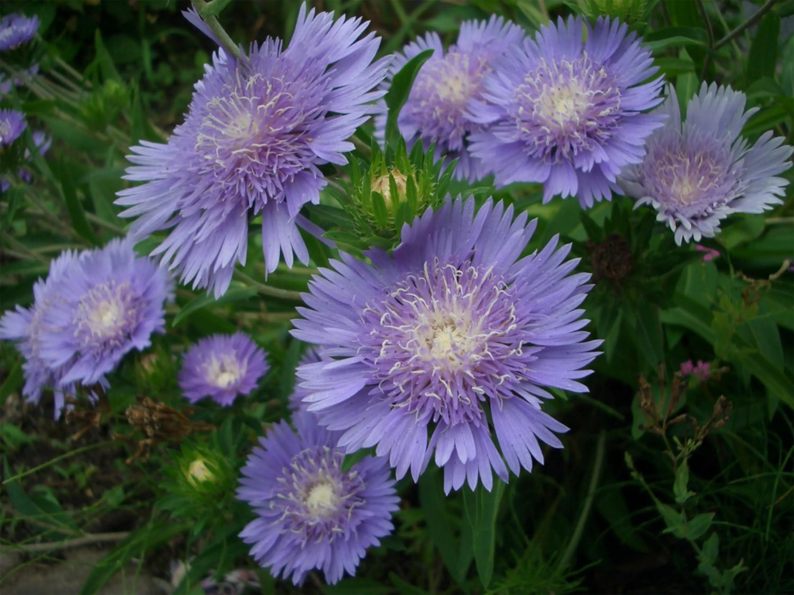 Garden in Yufuin Onsen Ryokan Hananomai