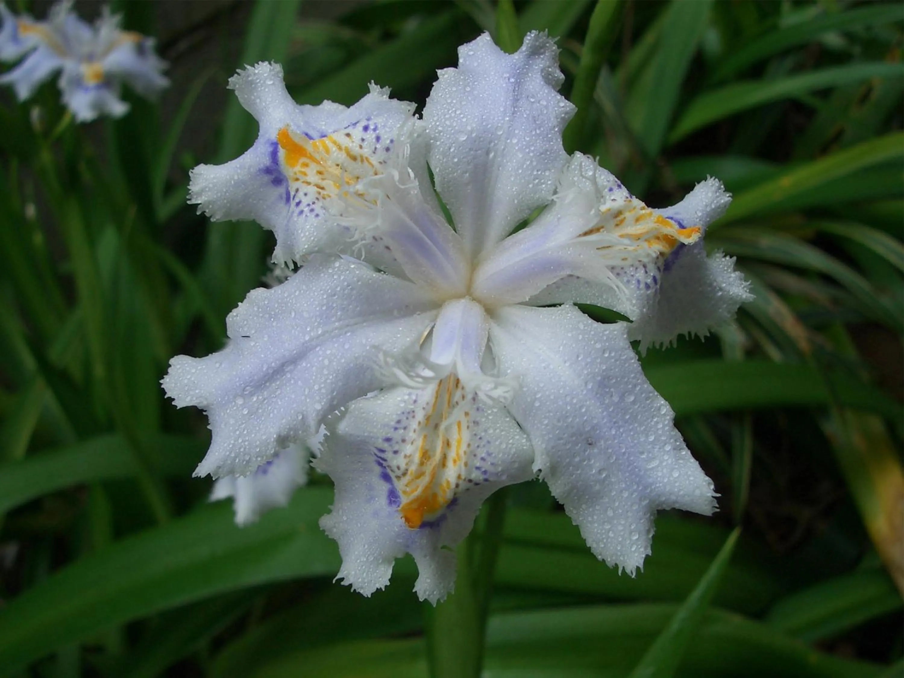 Garden in Yufuin Onsen Ryokan Hananomai