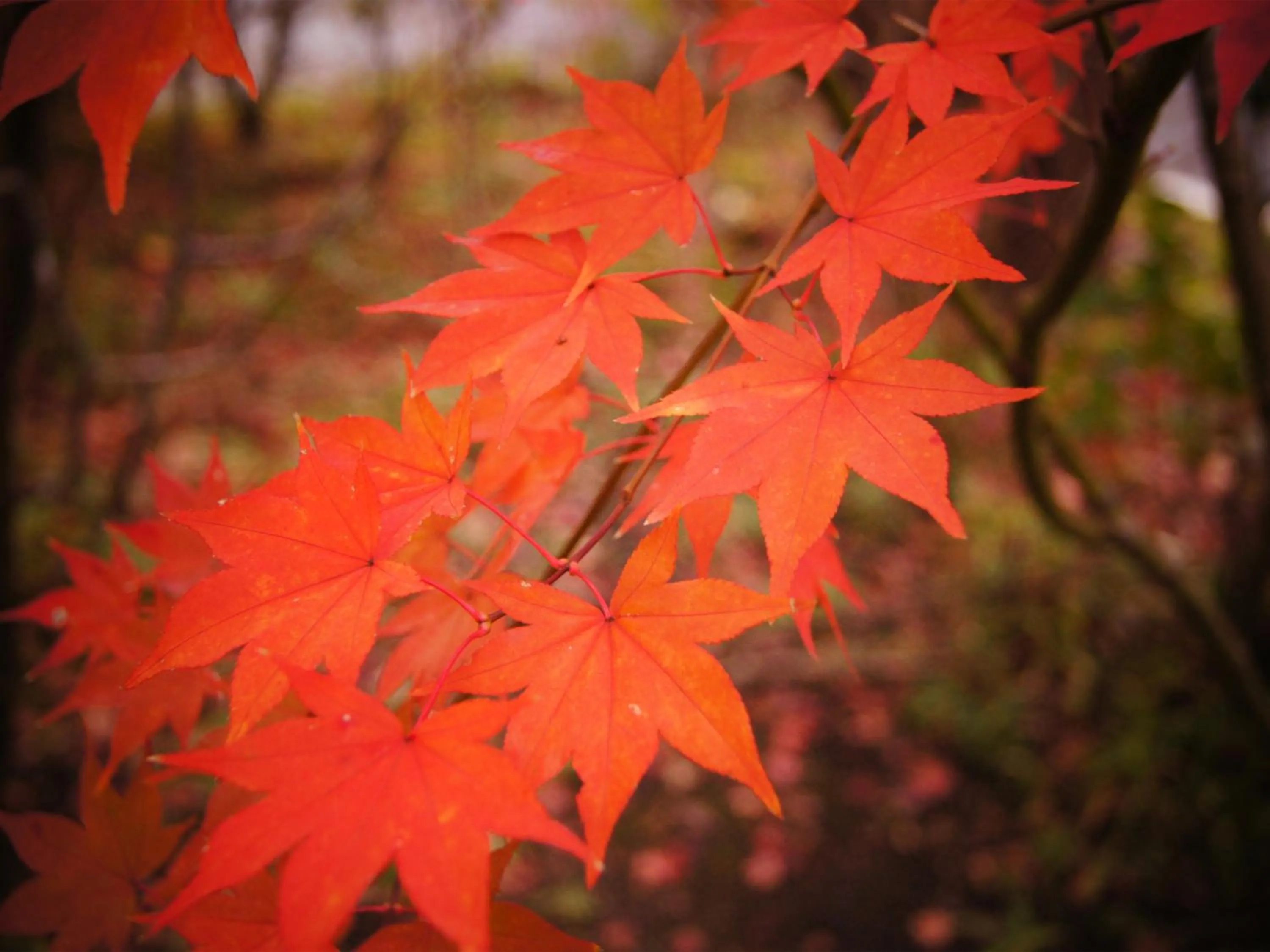 Garden in Yufuin Onsen Ryokan Hananomai