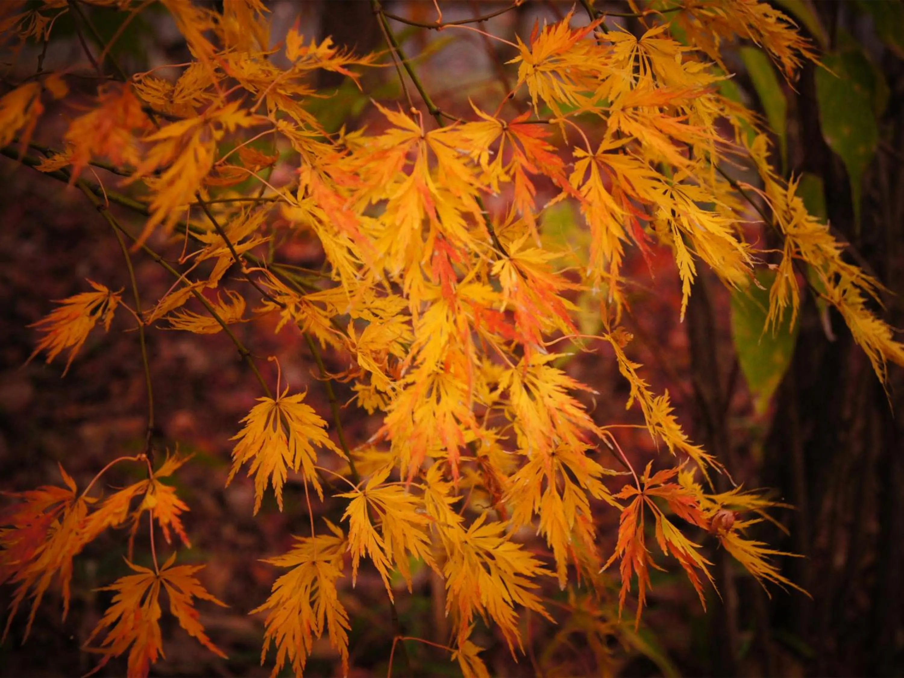 Natural landscape in Yufuin Onsen Ryokan Hananomai