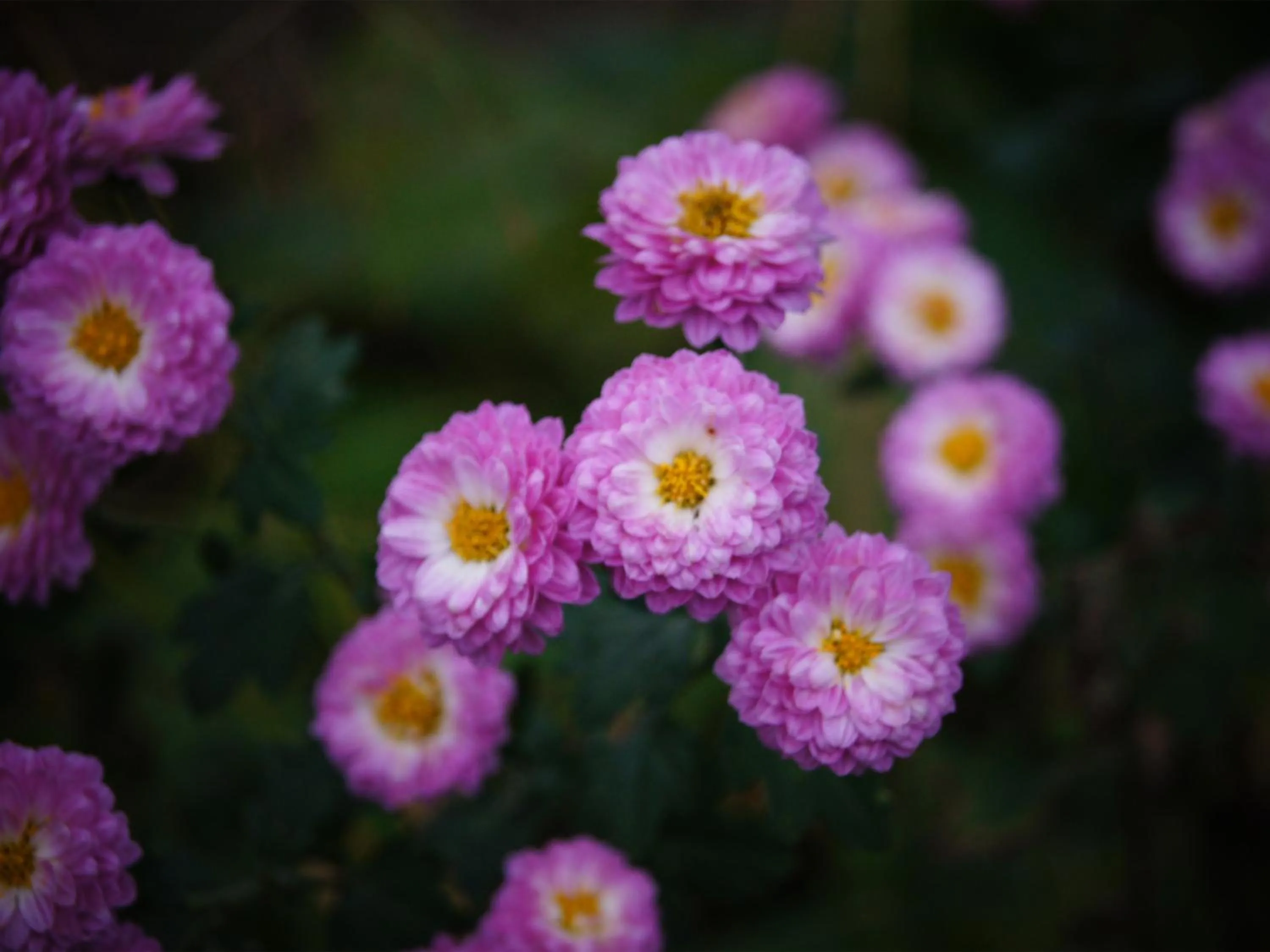 Garden in Yufuin Onsen Ryokan Hananomai